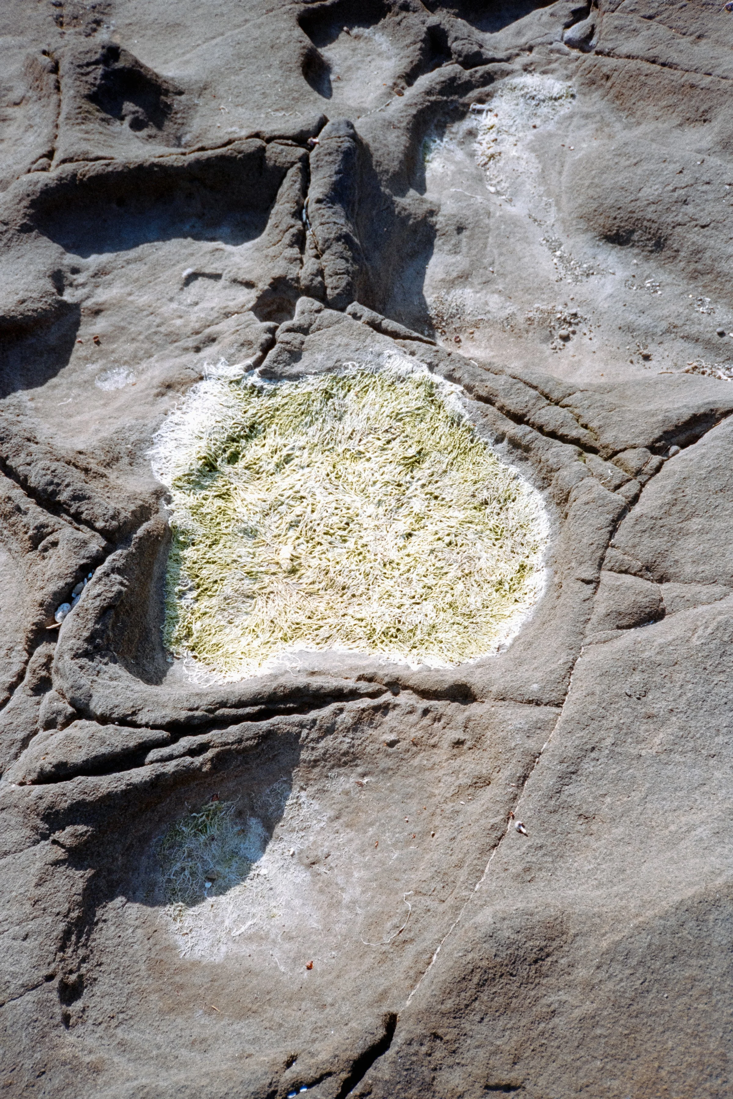 Olympus XA | Gold 200