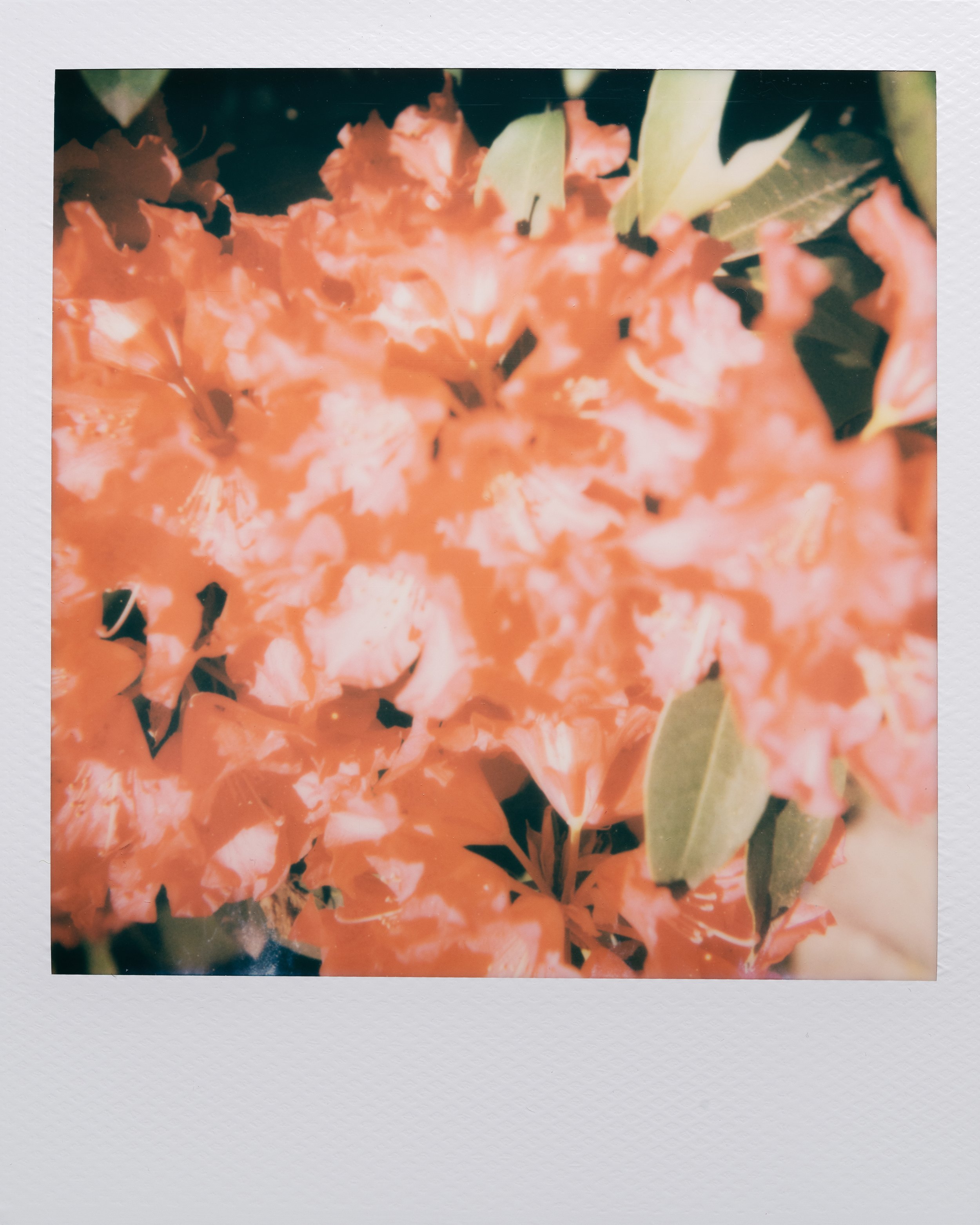 Polaroid Garden-028.jpg
