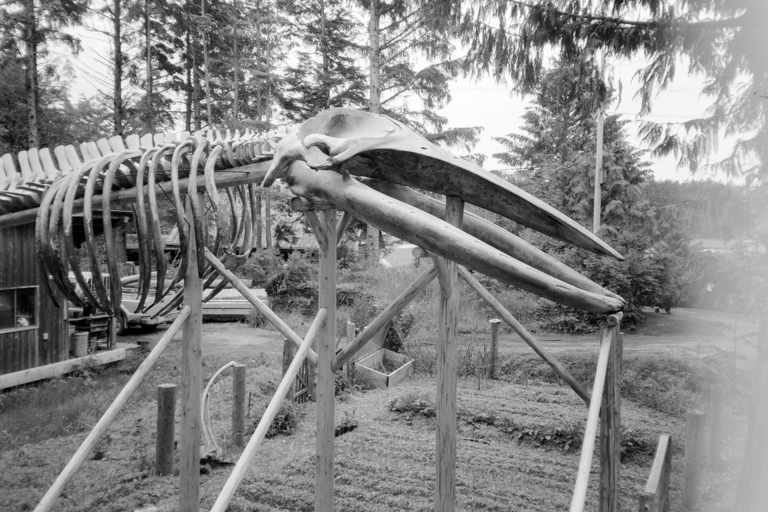 Olympus XA | Acros 100