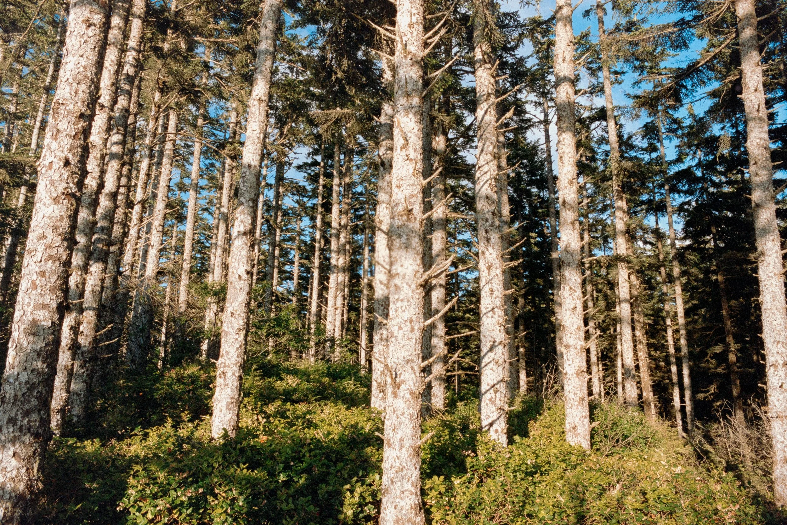 Nikon F3 | Aurora 800