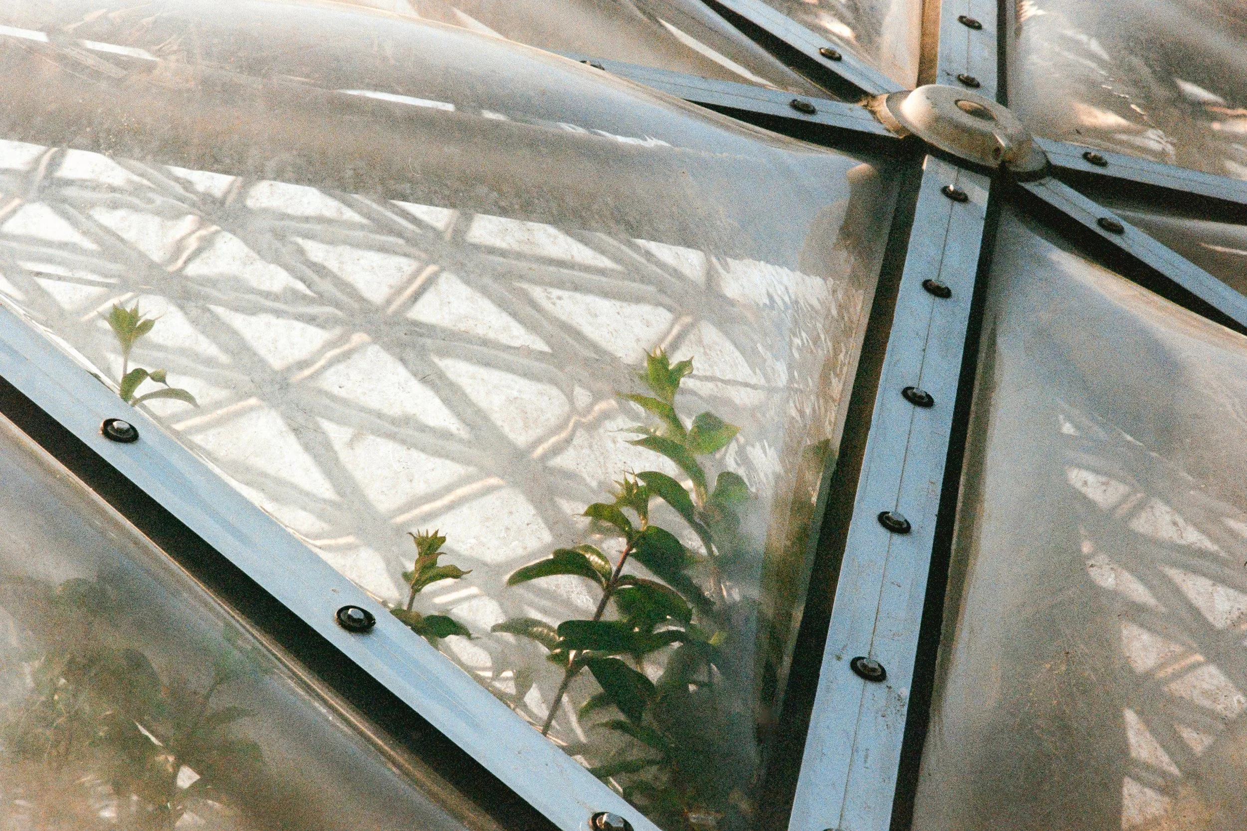 Nikon F3 | Aurora 800