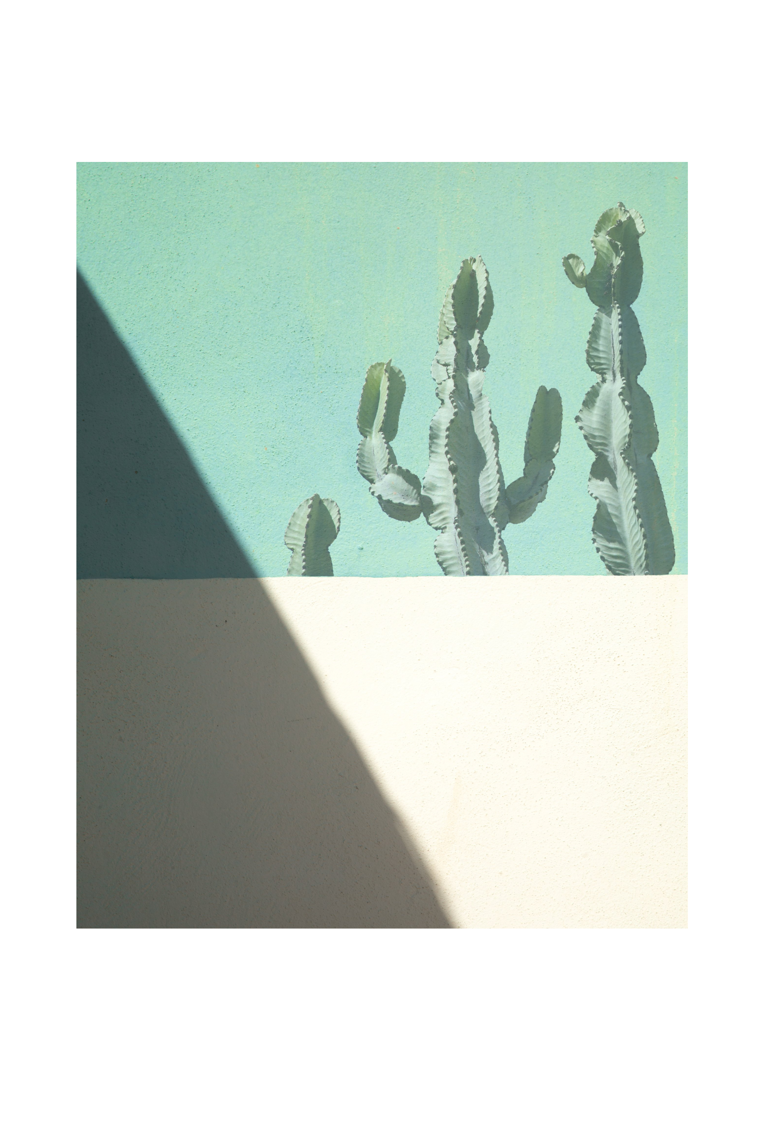 Californias #8