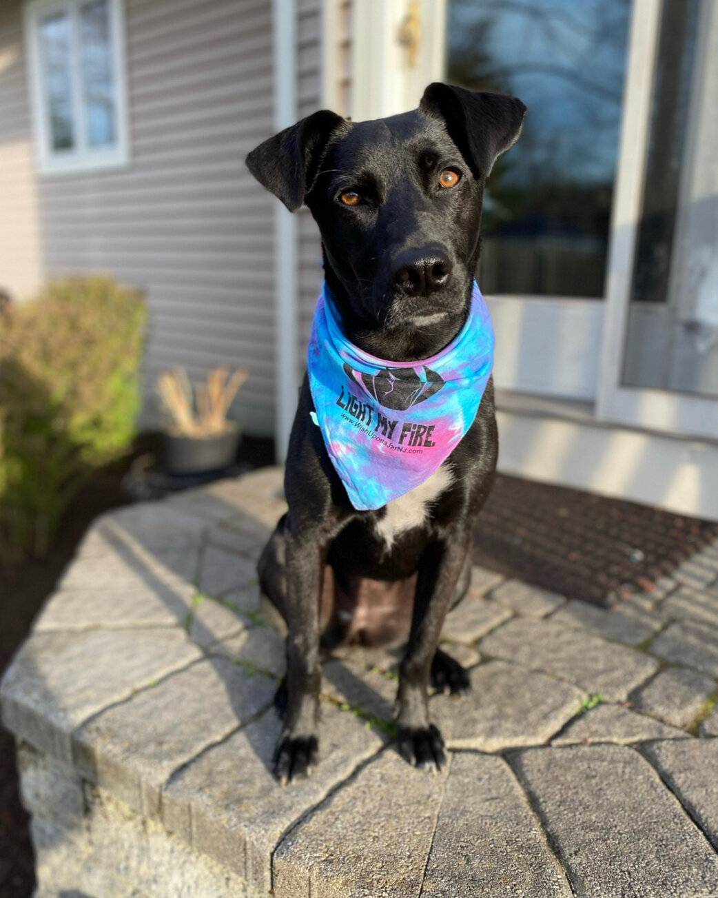 Have you gotten a hand-dyed bandana yet? Check out Lina being the bestest model 😍🐾 We have less than 10 left- all uniquely dyed in different color schemes! Stop in to pick one up 🎨