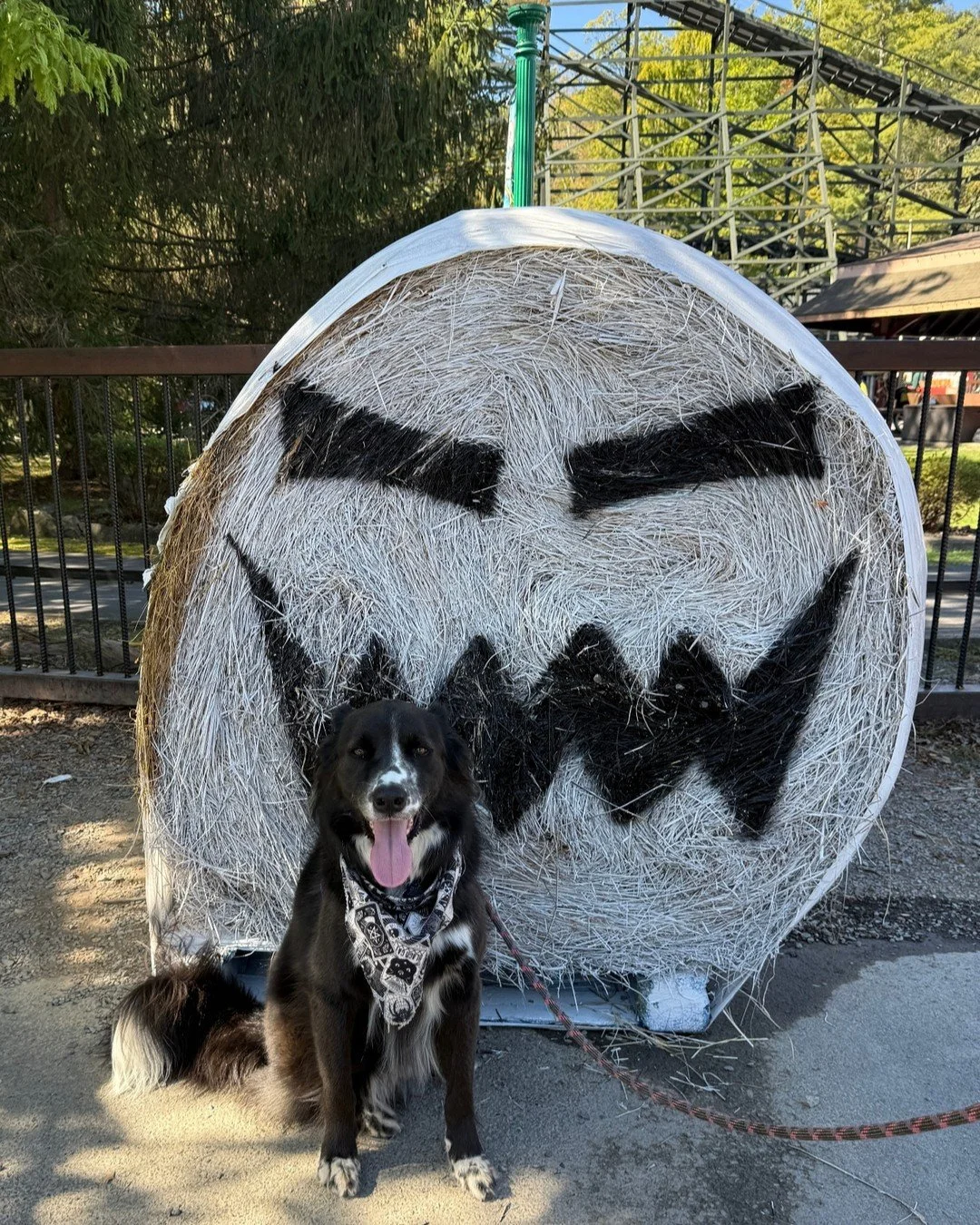 Happy Halloween from all of us at Wish, especially Draco! We&rsquo;ll be closing early at 5 today, but stop in before then to trick or treat 🎃🍭👻