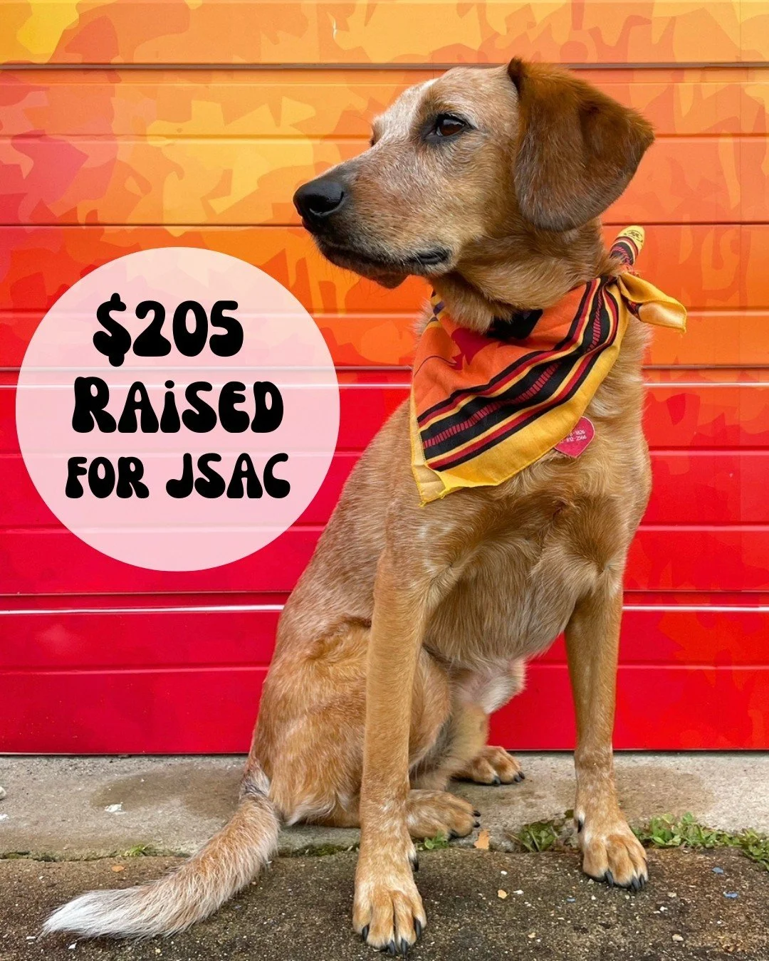 Because of all your support, we were able to raise $205 for @jerseyshoreanimalcenter through our ornament fundraiser this holiday season. Thanks to everyone who participated, and if you missed it- don't worry! We offer these year-round, with $5 from 