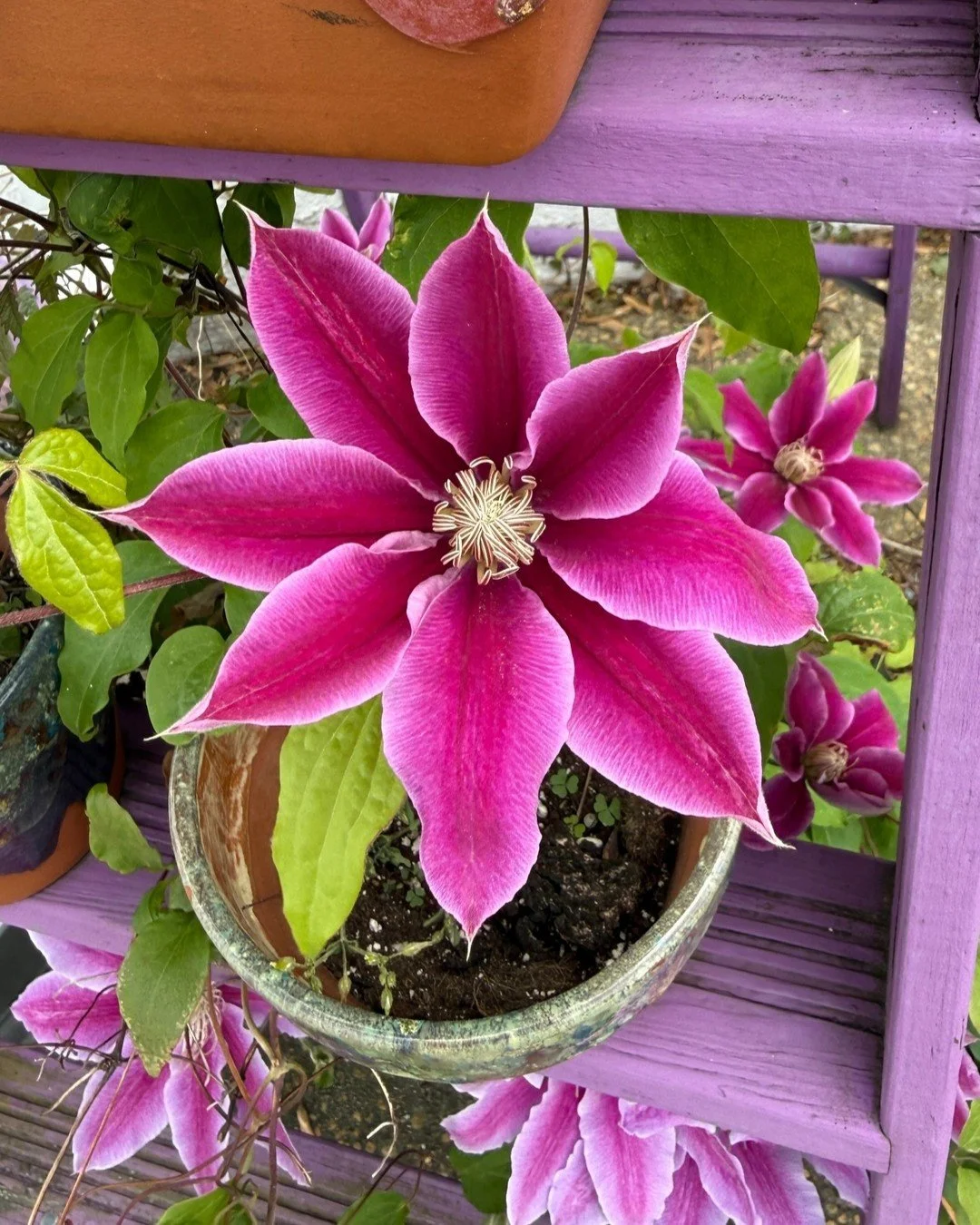 In case you need a little inspiration 🌺🌼 Our planters have been filled with flowers &amp; herbs, and our clematis is back and blooming bigger than ever!