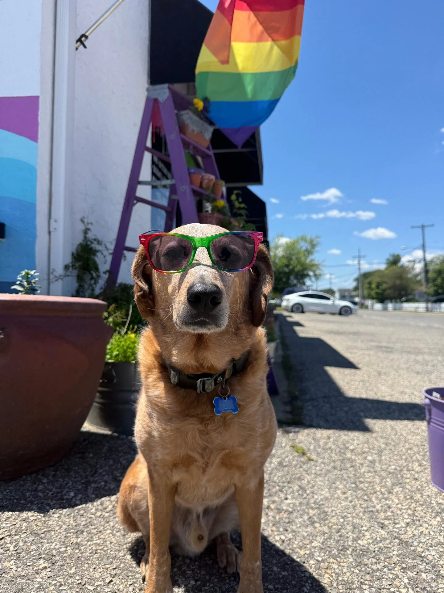HAPPY PRIDE MONTH! Want to look as cool as Irwin AND raise money for a great cause? Stop by and pick up a pair of new Wish sunglasses- only $5 each and 100% goes to gsequality 😎🏳️&zwj;🌈🏳️&zwj;⚧️