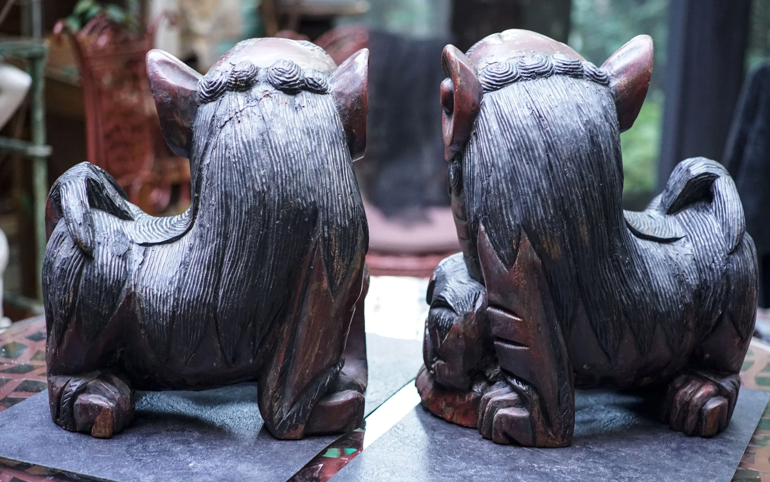 Chiens de Fô bois (2).JPG