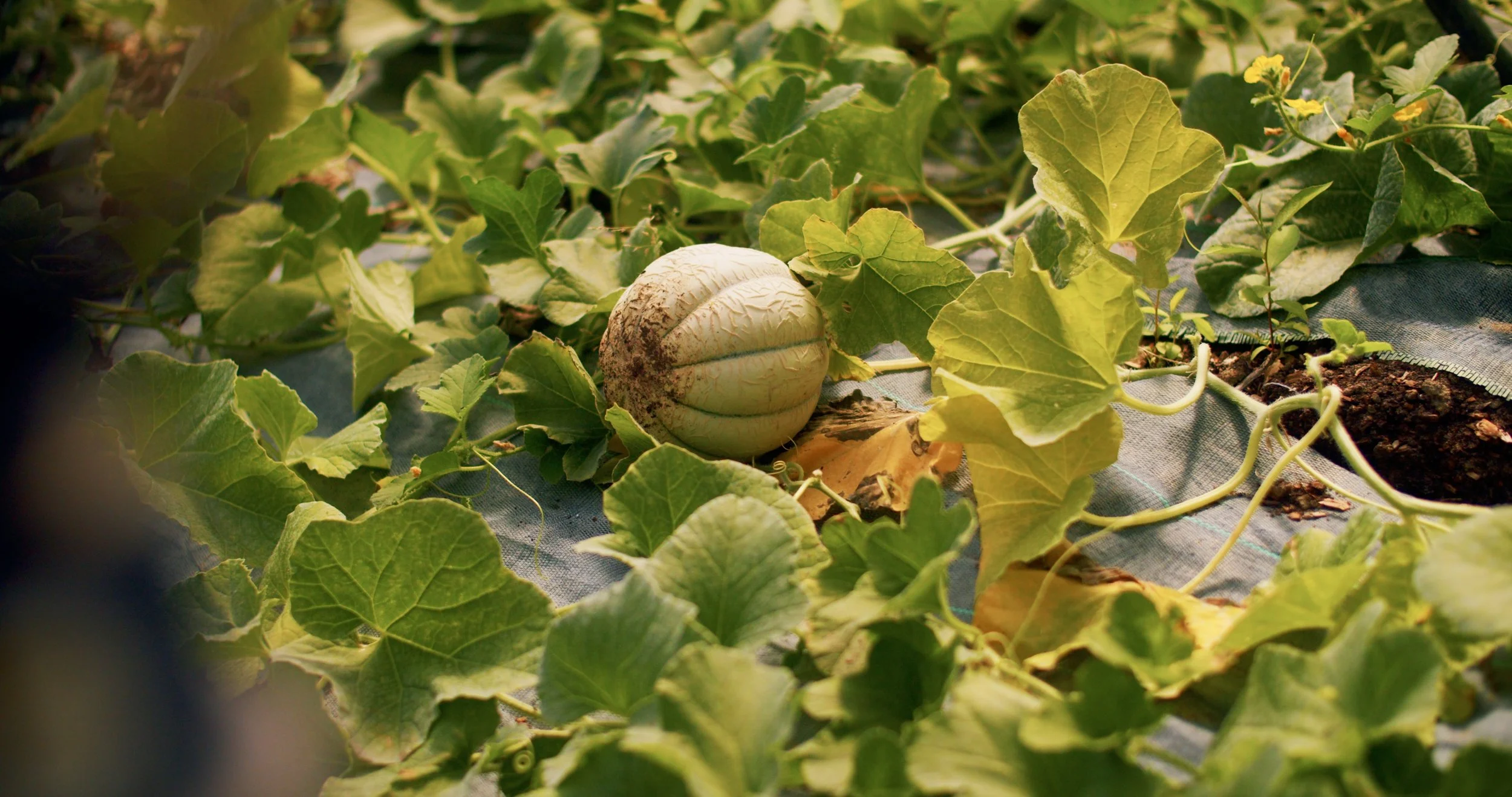 Image 2026-02-17 155103_1.114.1.jpg