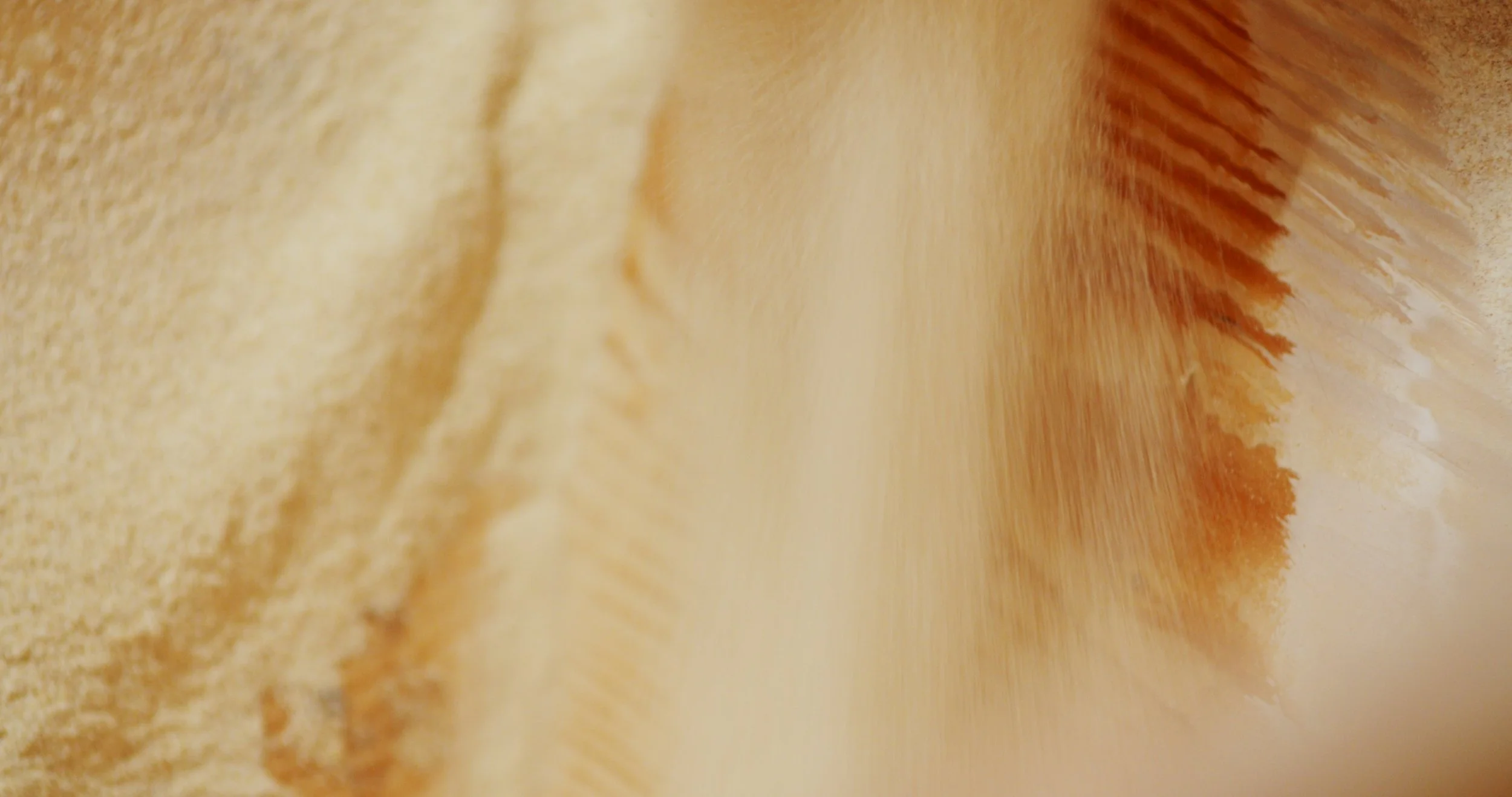 Image 2026-02-17 165445_3.92.1.jpg