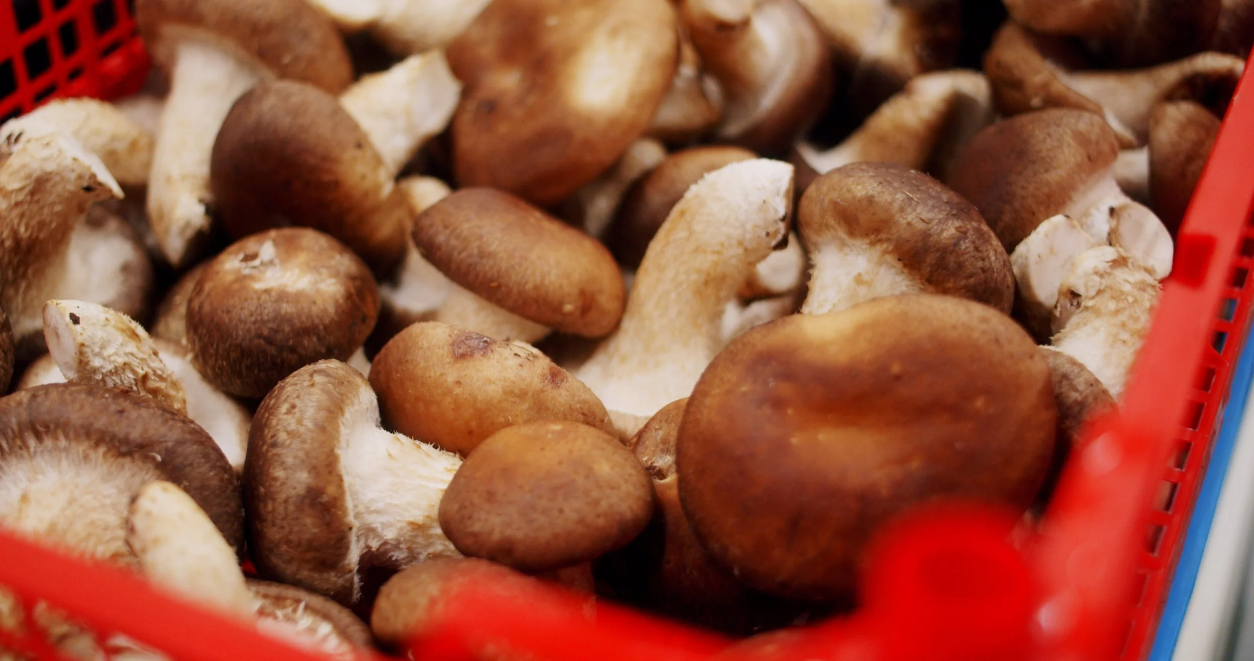 Image 2026-02-17 165445_3.234.1.jpg