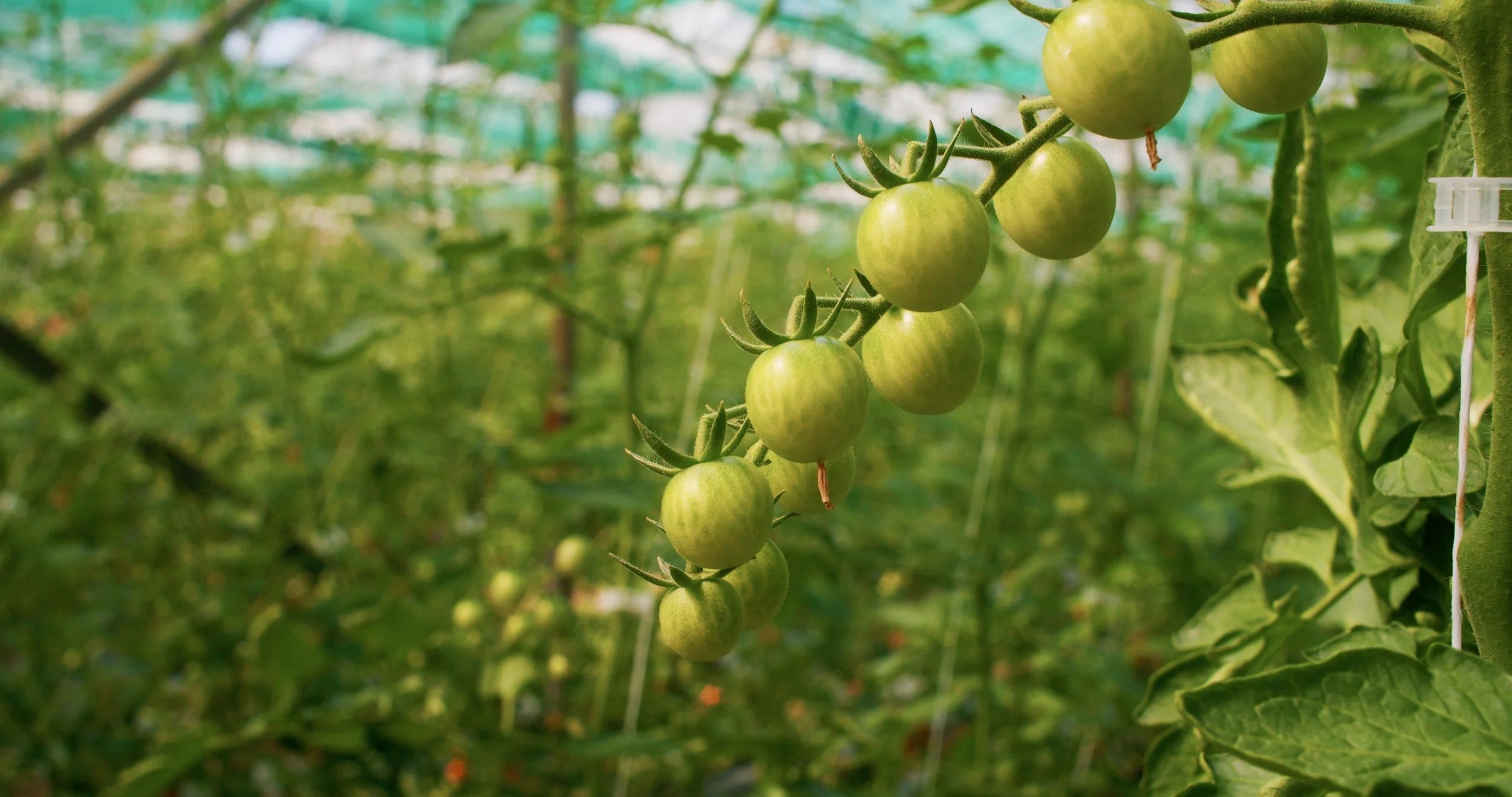 Image 2026-02-17 155103_1.88.1.jpg