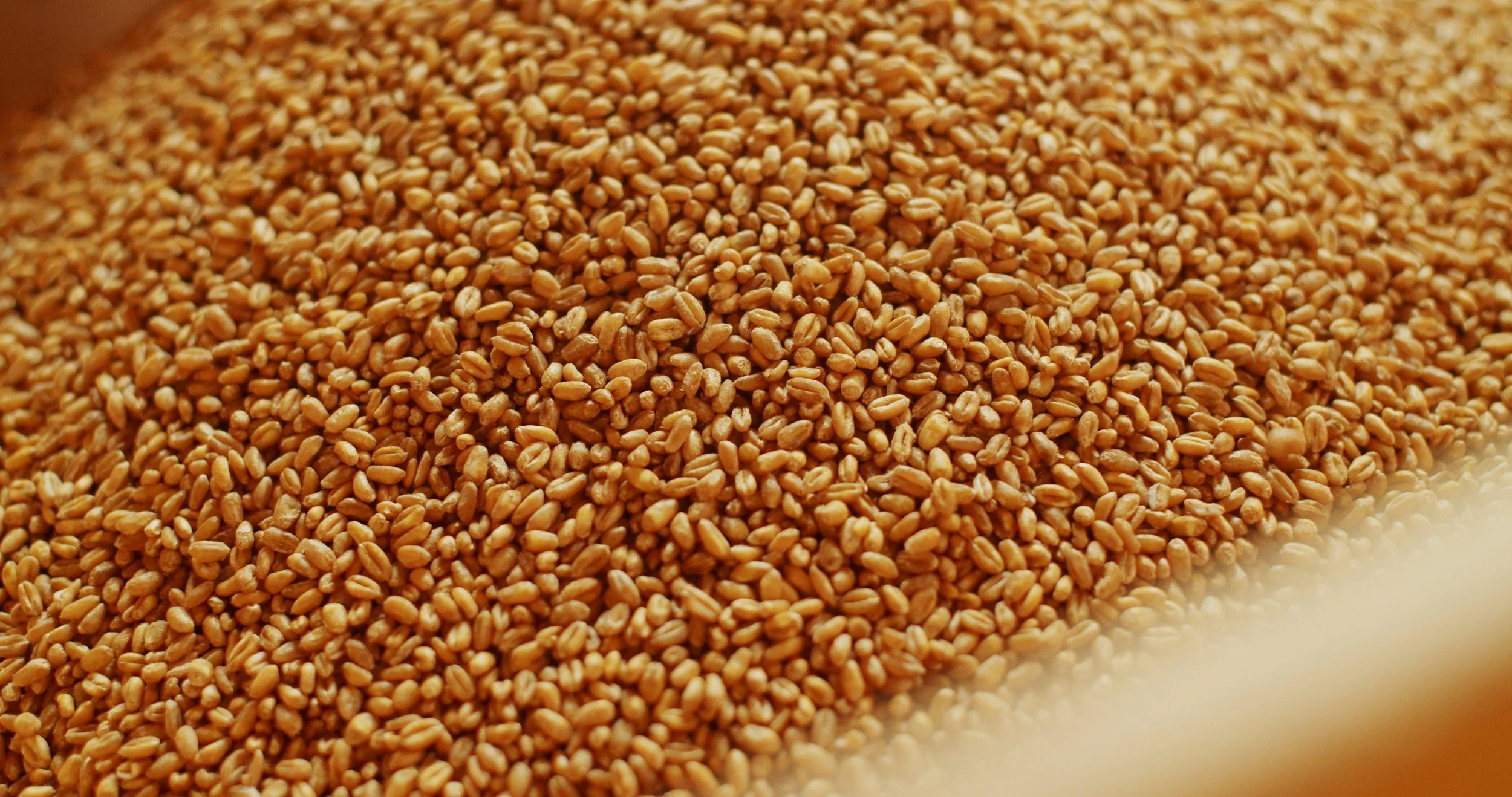 Image 2026-02-17 155103_1.45.1.jpg