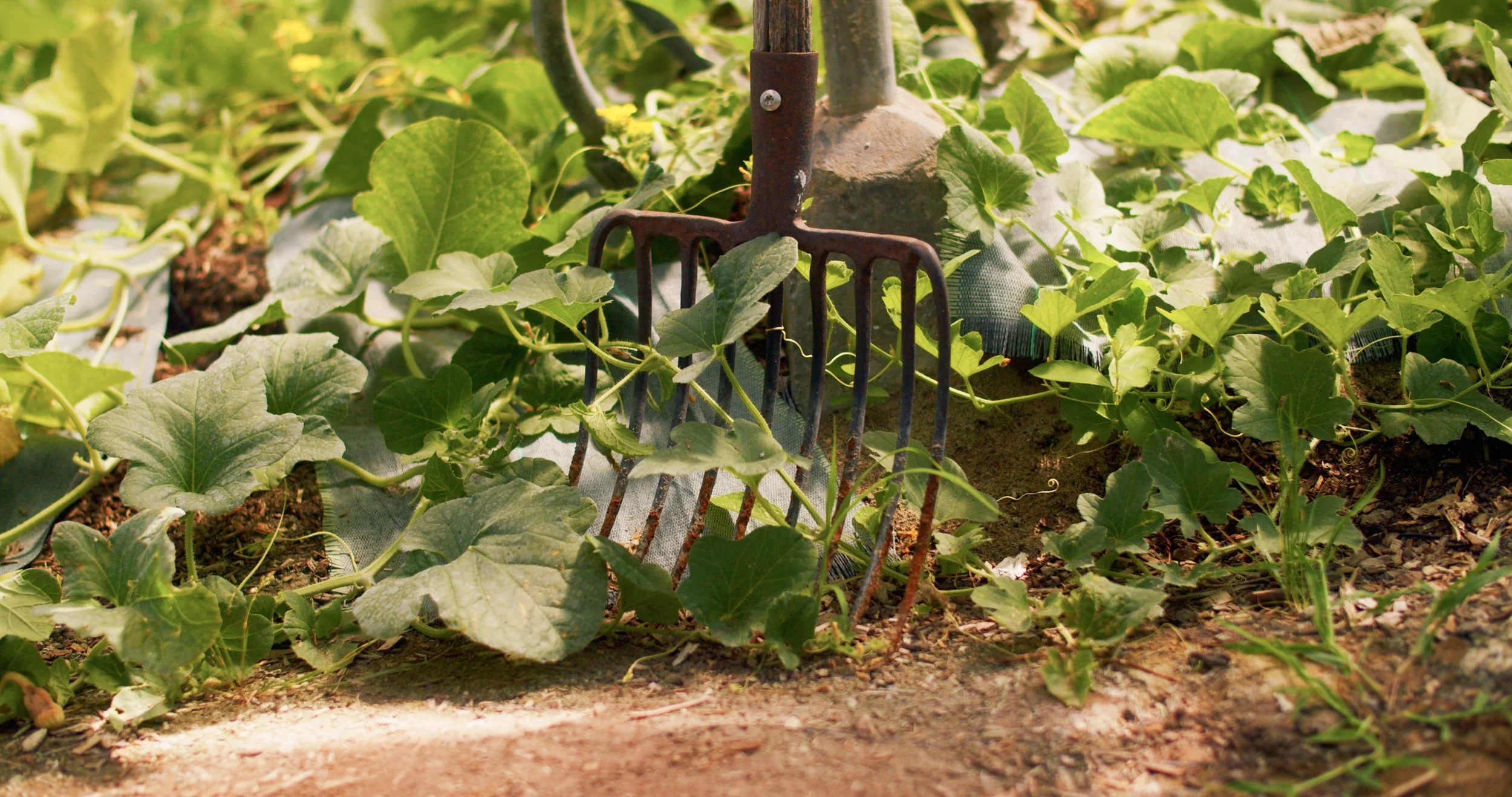 Image 2026-02-17 155103_1.115.1.jpg