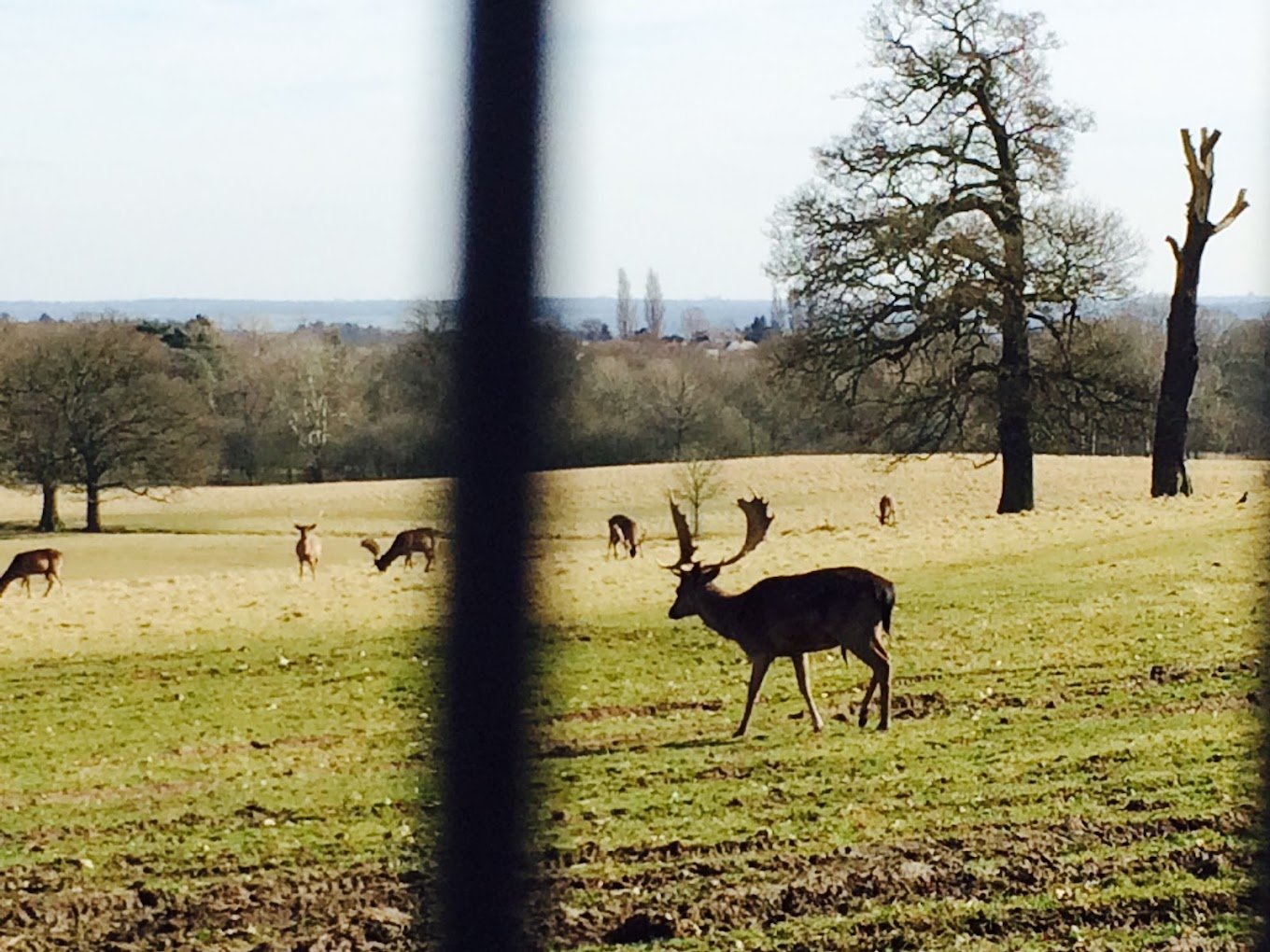 epping forest.jpeg