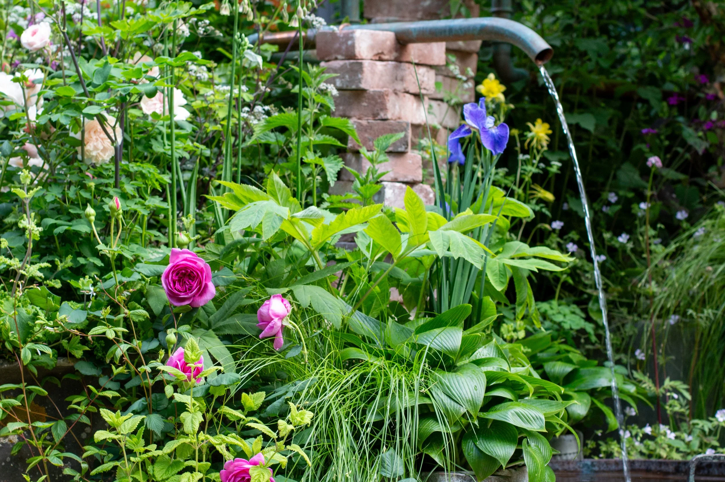 The Whittard of Chelsea Garden - RHS Chelsea Flower Show - Ollie Pike