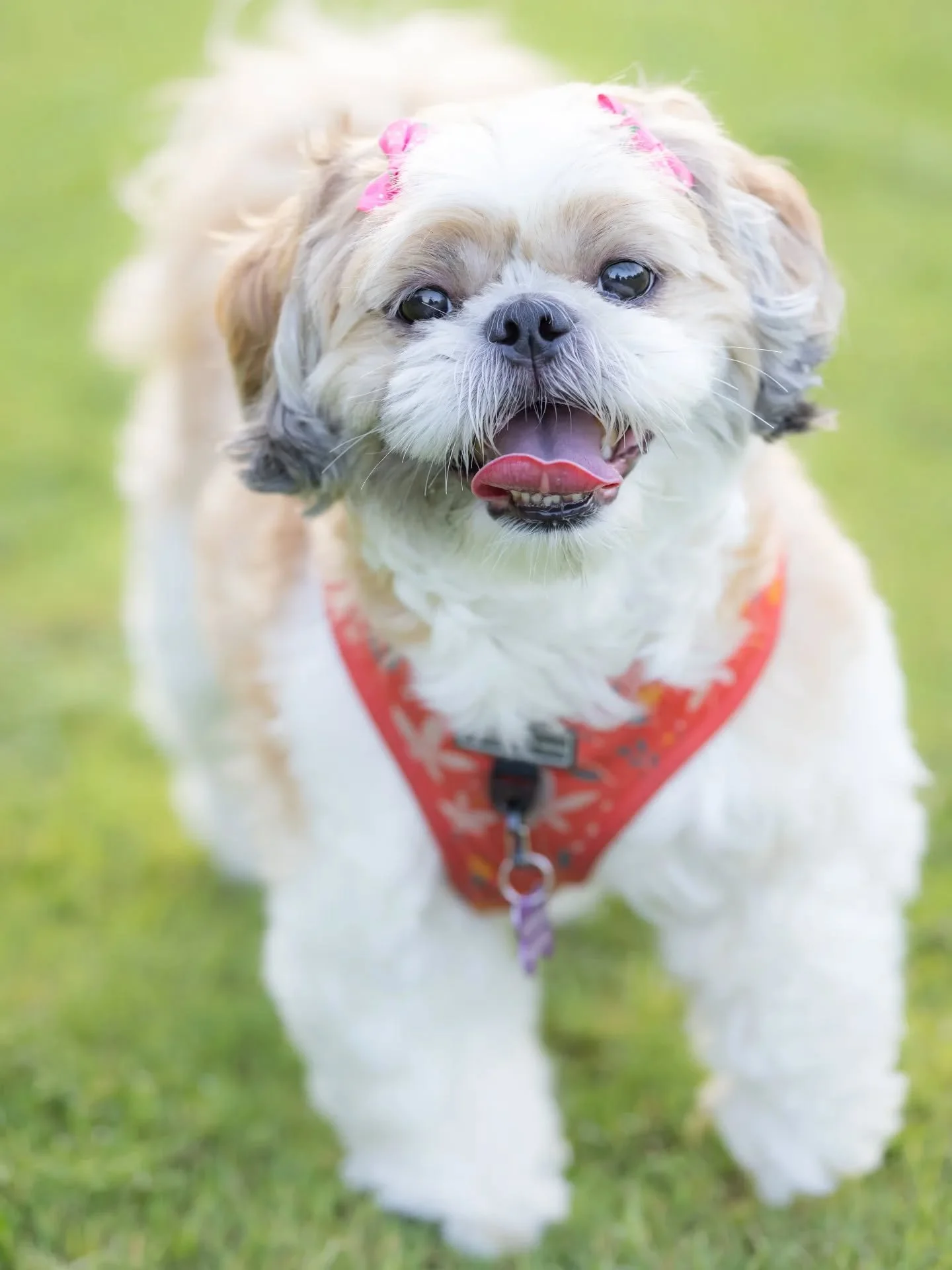 I lost the center of my world on 5th July 2025 💔&nbsp; I've woken up for 15 mornings without her floofy cuddles and wet kisses, and I still cannot believe our baby girl is not with us any more. So many memories made, but never enough. So many kisses