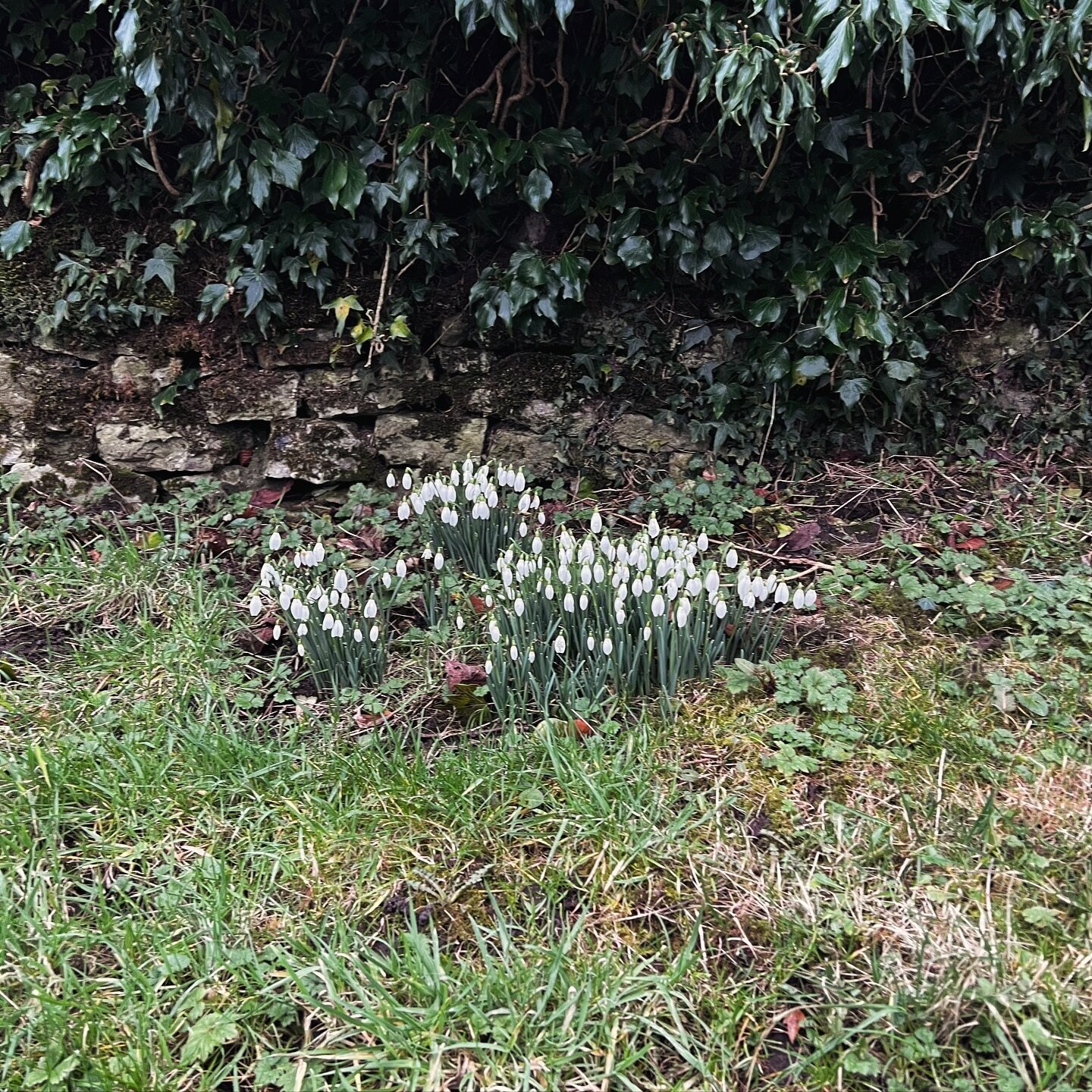 ✨ new beginnings ✨

There&rsquo;s something lovely about seeing snowdrops grow through the cold, harsh weather we&rsquo;ve been having recently. This made me think about how many times do we actually take a step back and think about how far we have c