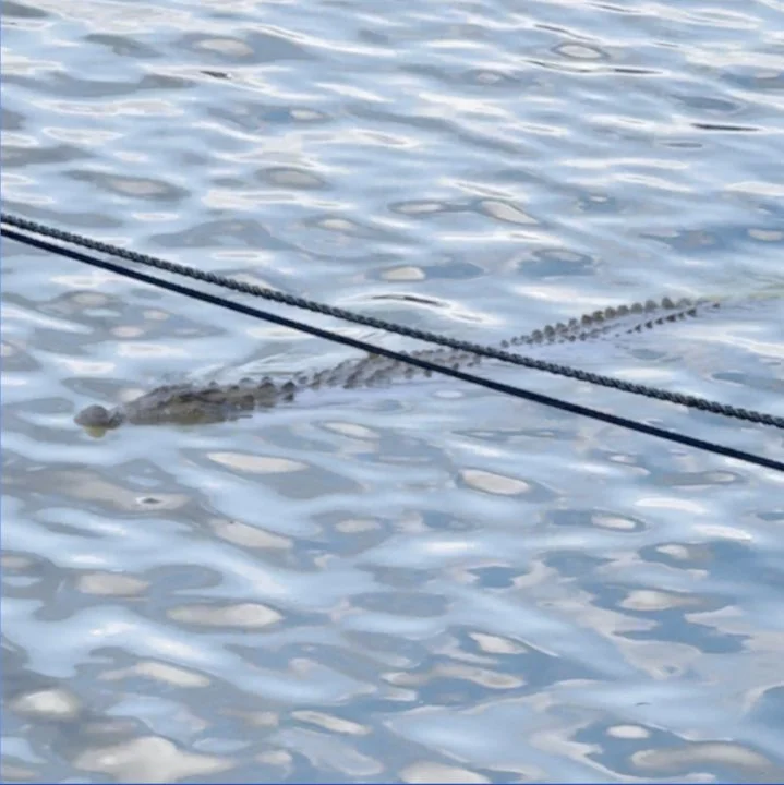 CROC.jpg