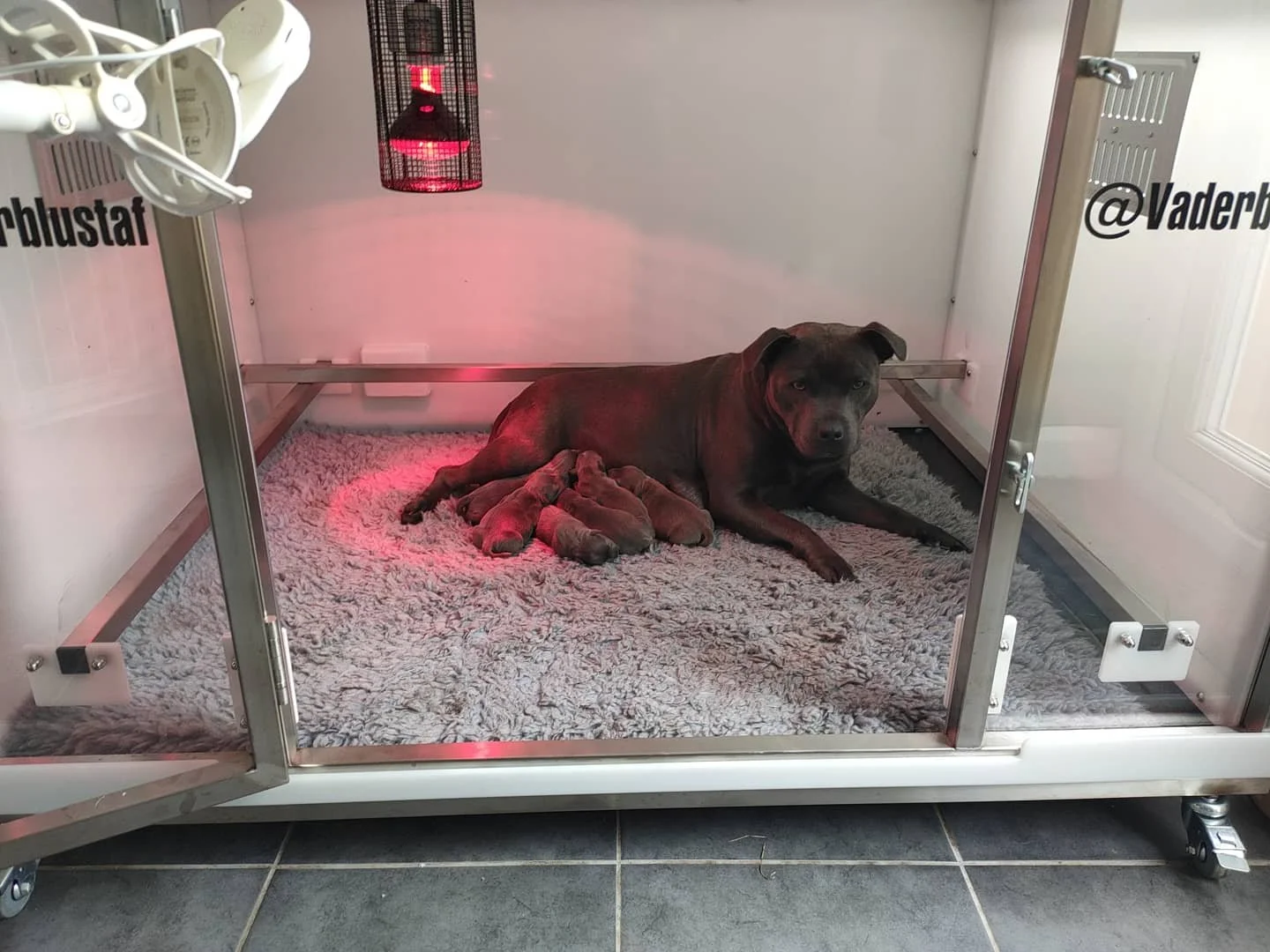 litters-vaderblustaf