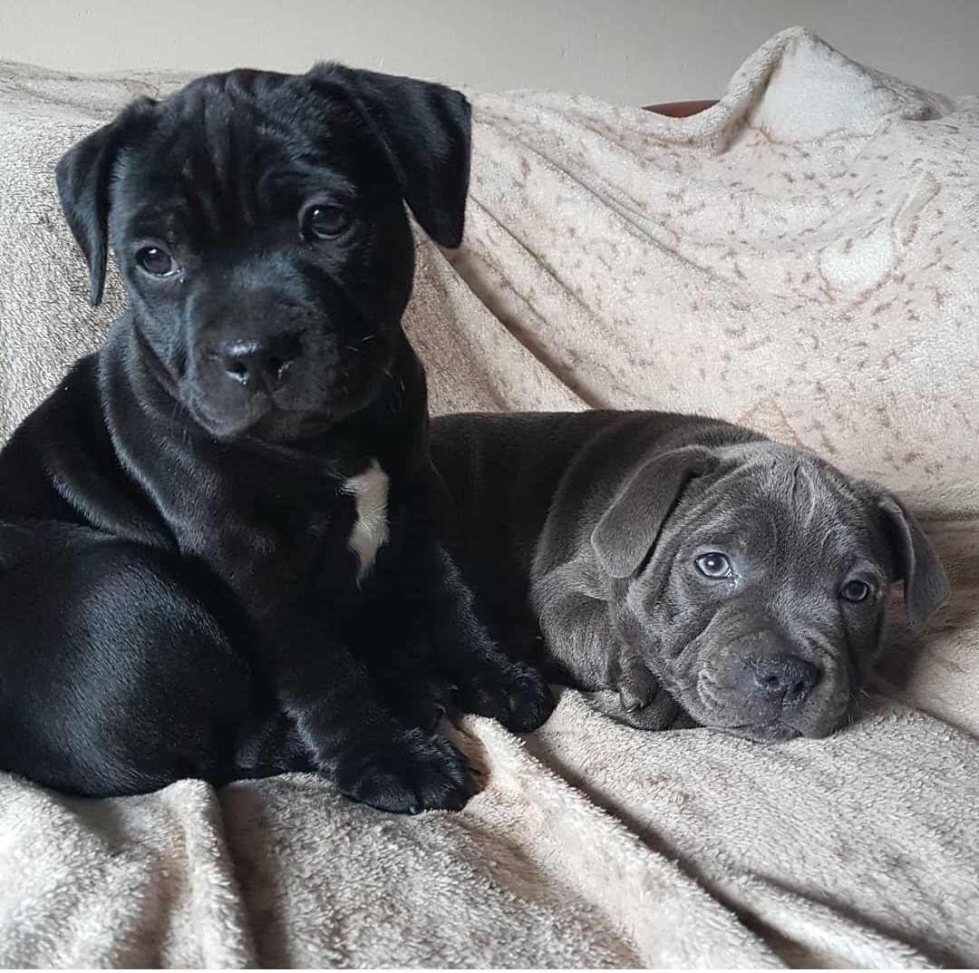 Terrier Puppy Staffie Type Balanced American Staffordshire Terrier