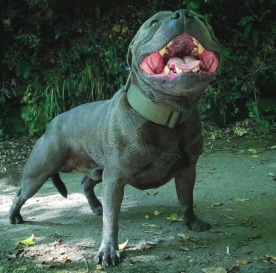 stud-services-vaderblustaf