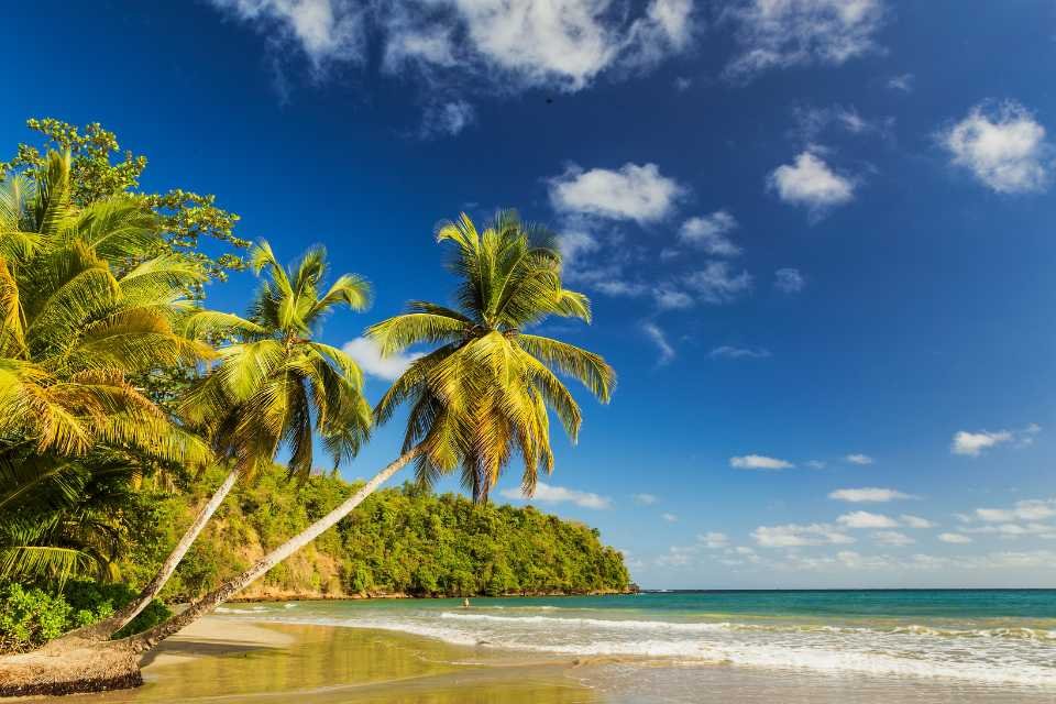 Palm trees line the beach in Grenada