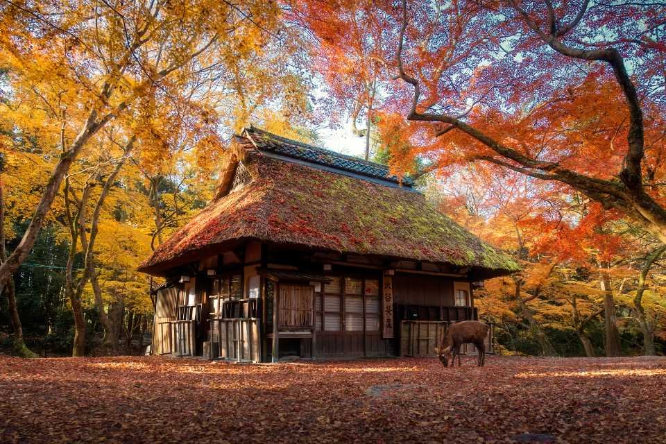 A house sits in the forest of Nara, as a deer browses the grass
