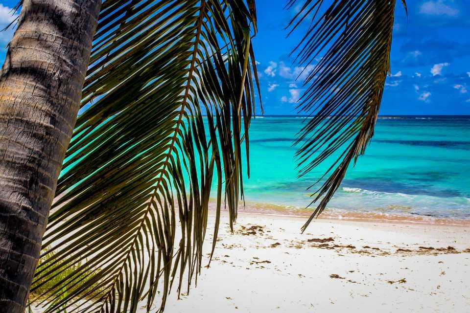 Palm trees sway on a beach in the Bahamas