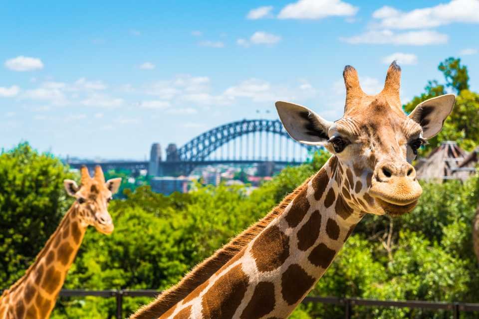Taronga Sydney, Úc: Khám phá động vật diệu kỳ tại sở thú nổi tiếng của Úc 2 Một trong những điểm nhấn của sở thú là khu vực này, nơi bạn có thể chiêm ngưỡng các loài động vật hoang dã của châu Phi