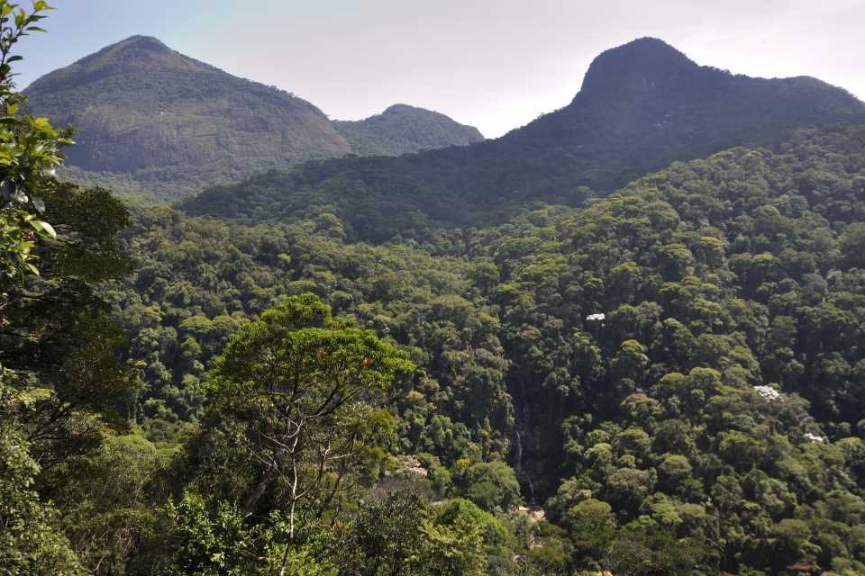 Tijuca National Park Hiking Tour, Rio de Janeiro