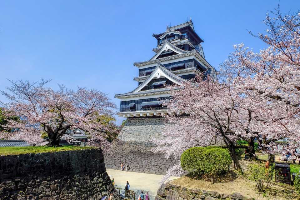 Cherry blossom in front of Japan's Kumamoto Castle
