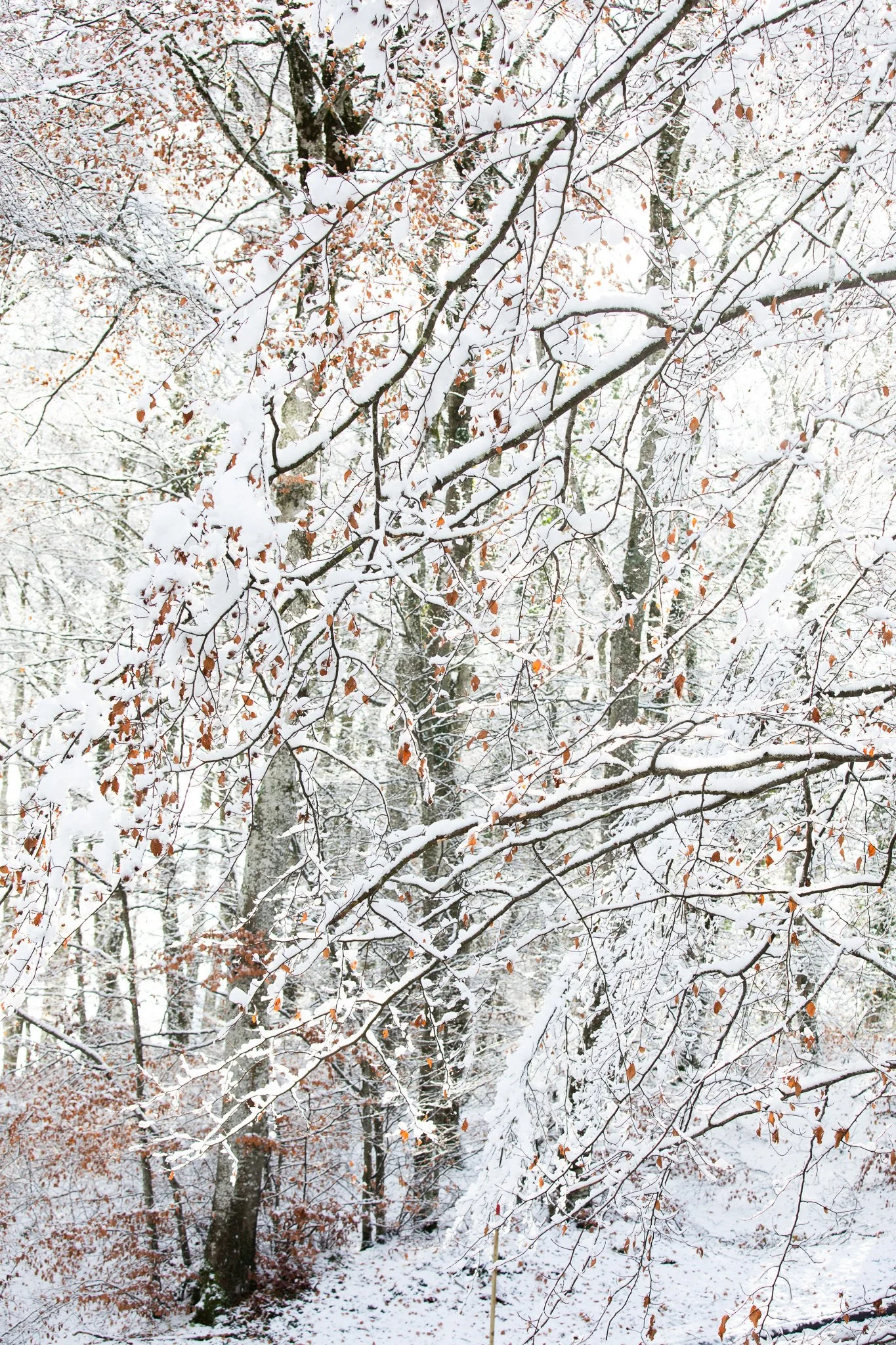 First Snowfall