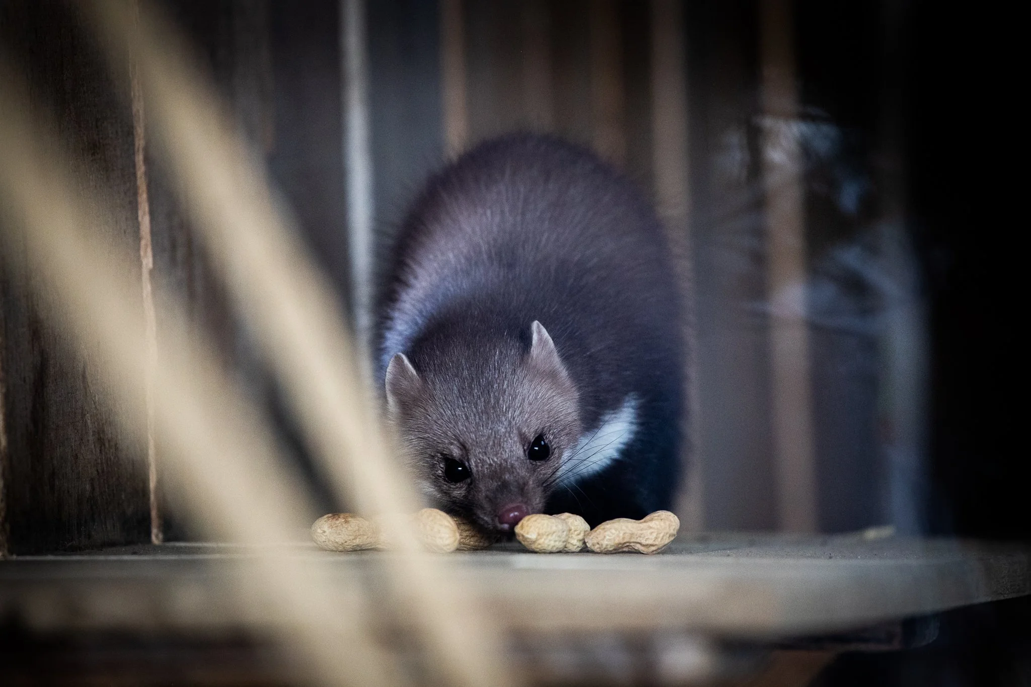 Curiosity