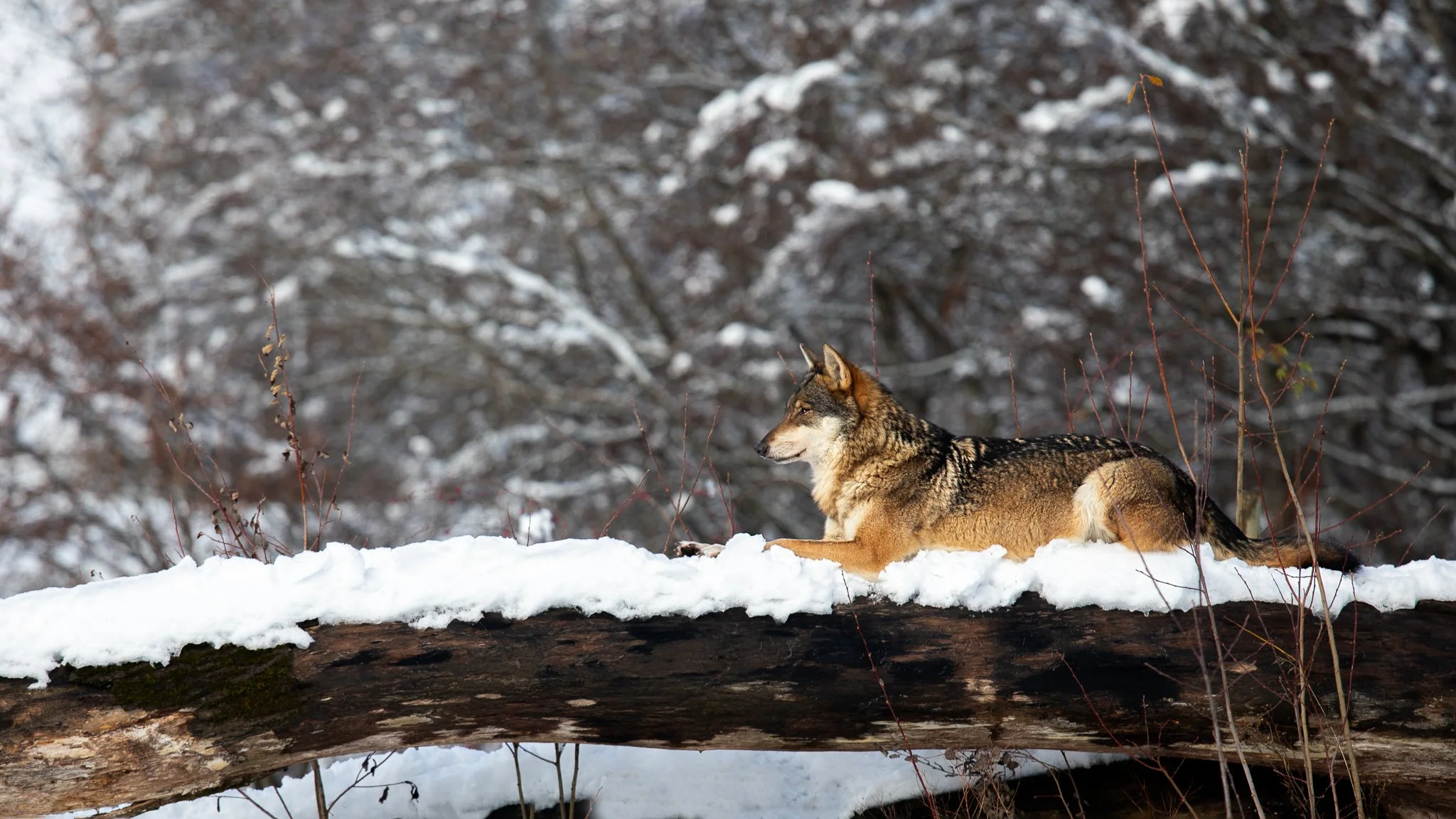 Quiet Watch