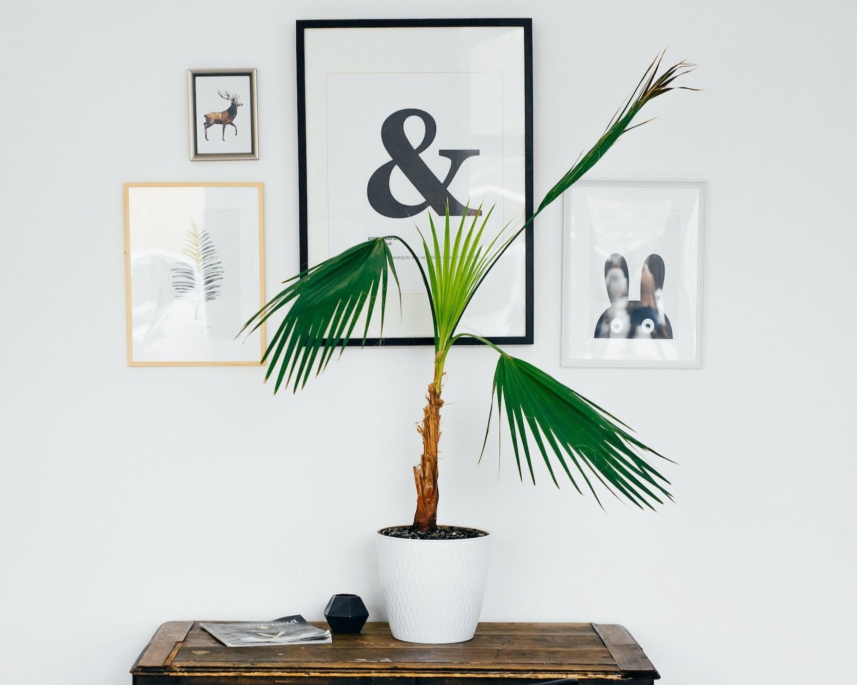 clutter free Entry table with potted plant and gallery wall of art