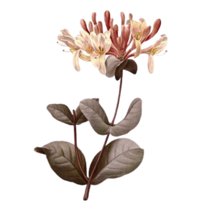 Geometric drawing of an outline square with sections divided by vertical, horizontal, and diagonal lines.