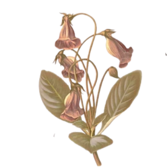 Geometric drawing of an outline square with sections divided by vertical, horizontal, and half circle lines.