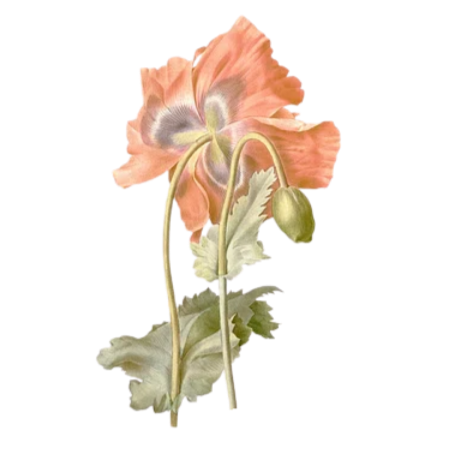 Geometric drawing of an outline square with sections divided by vertical, horizontal, and diagonal lines.