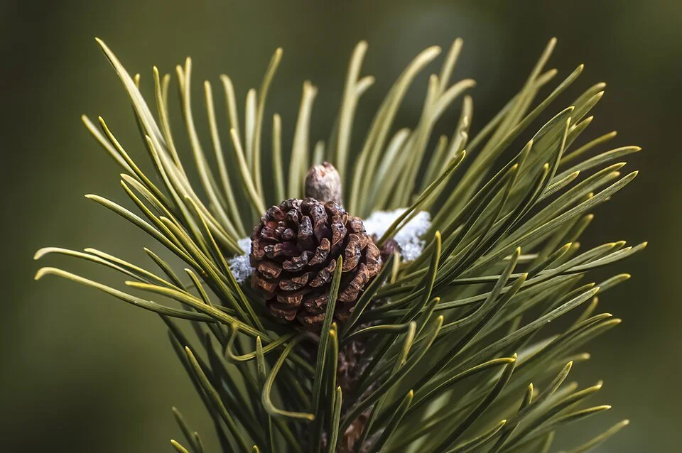 Terpene Talk : Pinene, Winter’s Signature Scent 