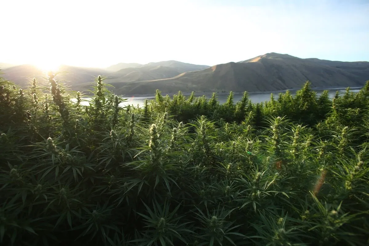 Global Cannabis : History of Hemp 