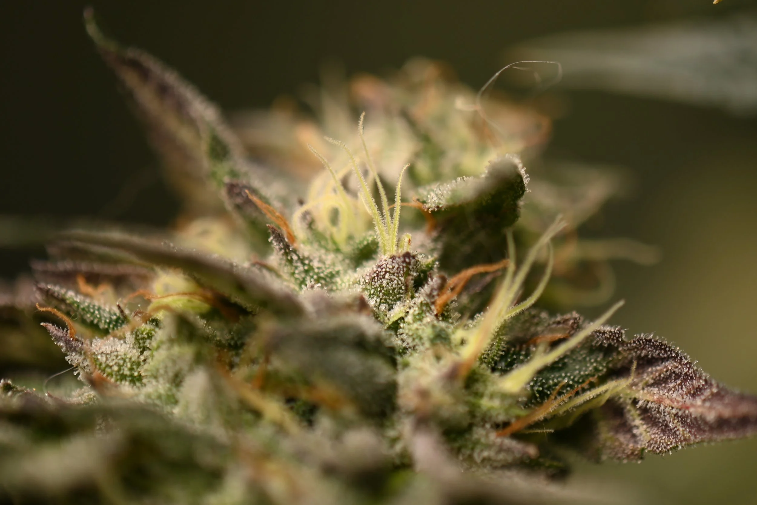 CBG : The Mother Cannabinoid