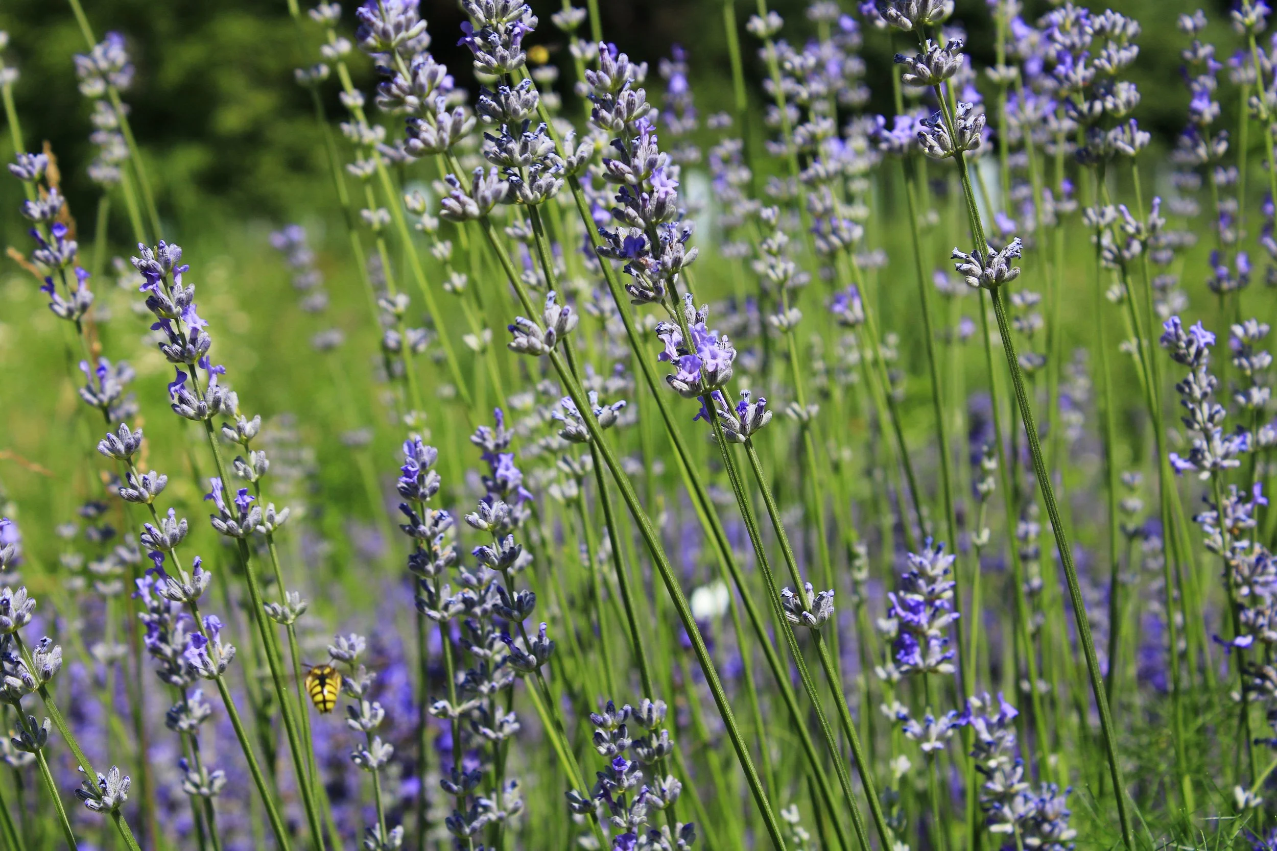 Terpene Talk : Linalool, Nature’s Nightcap