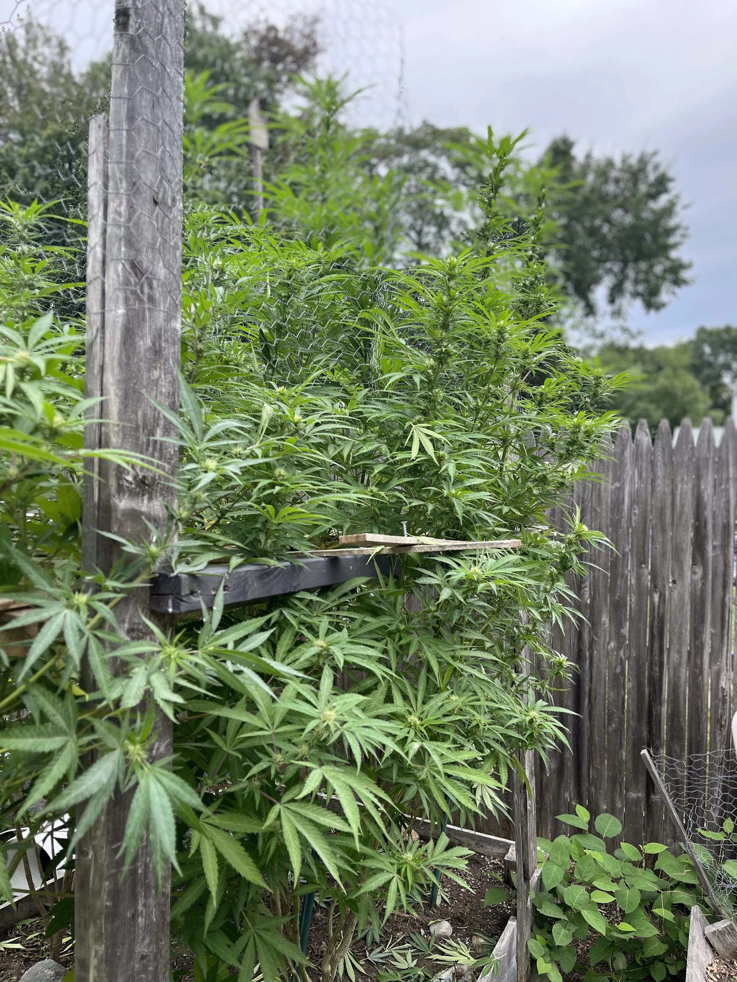 Massachusetts Cannabis: There is a lot going on