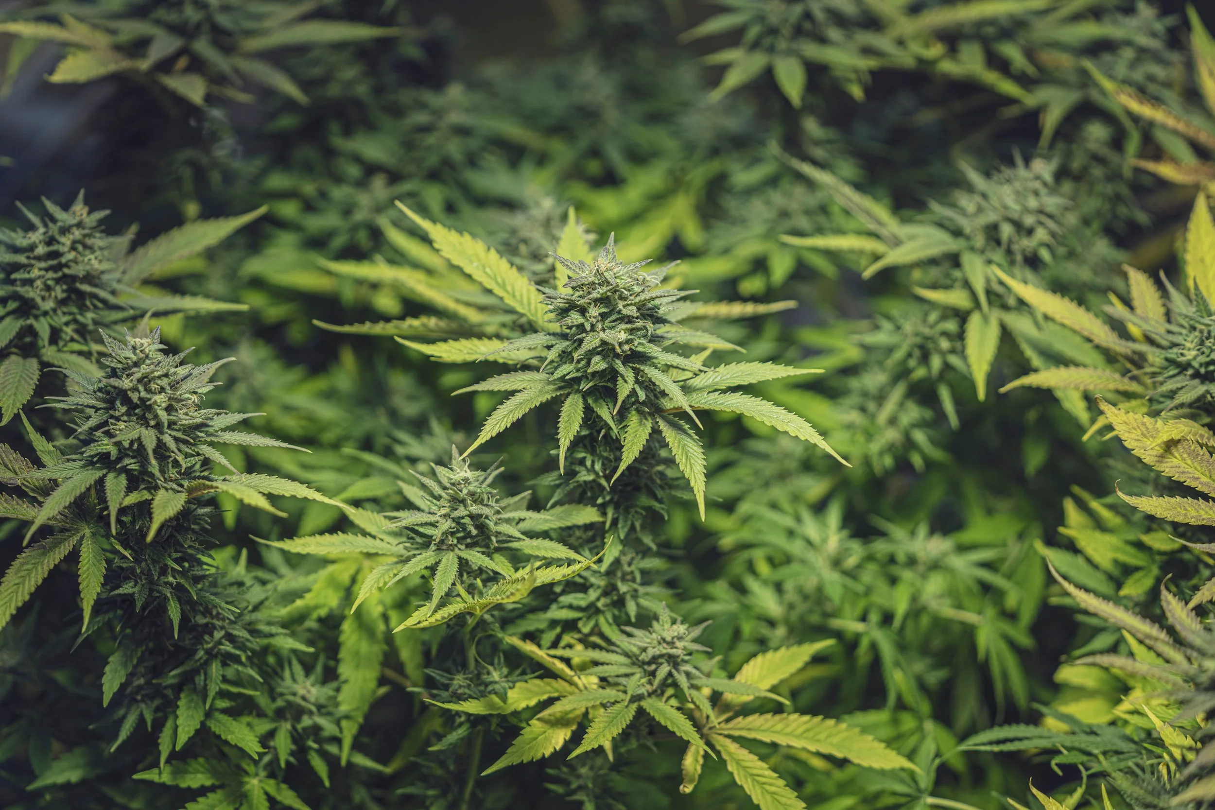 Cannabis 101: A Beginner’s Guide
