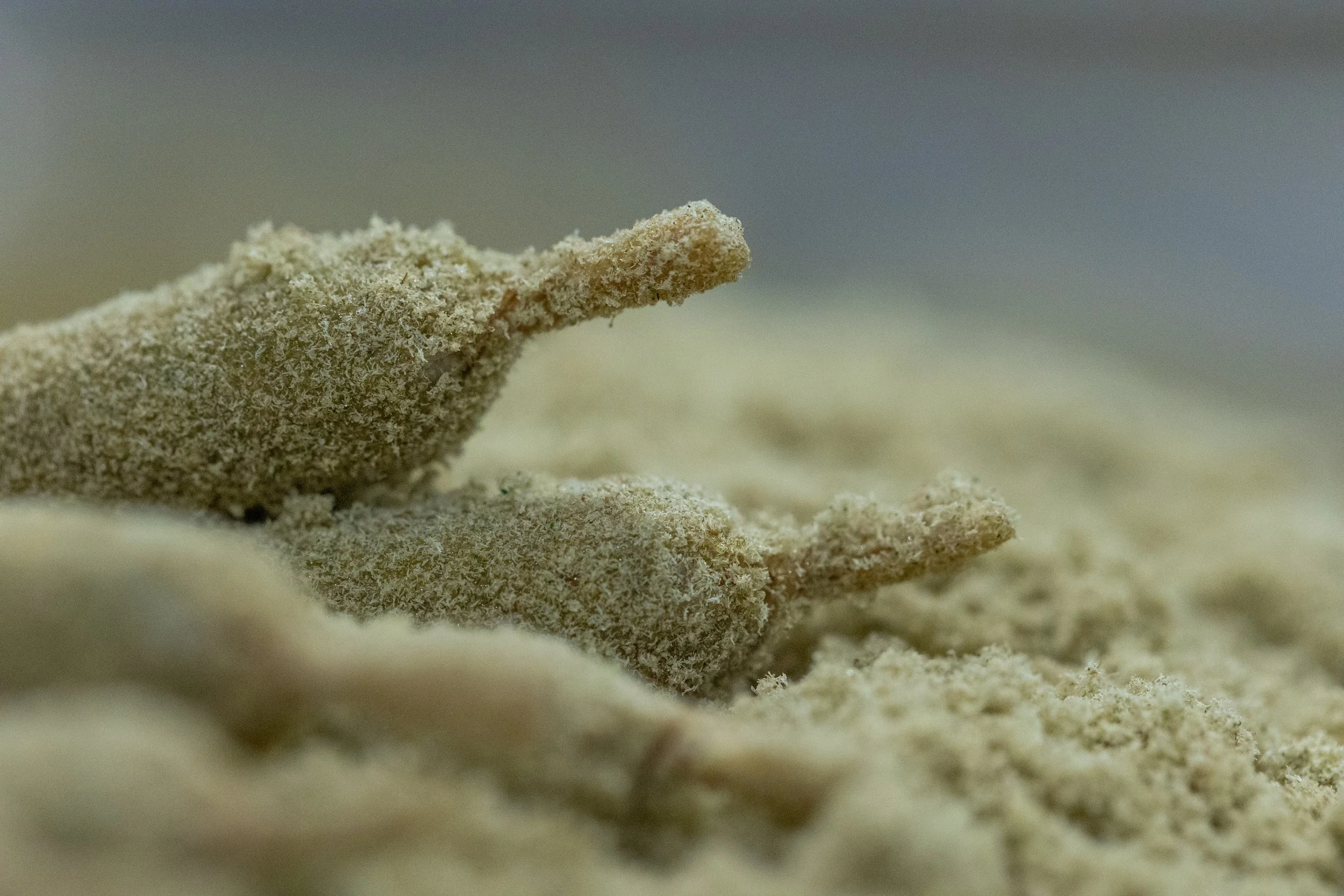 What Does Infused Mean in Cannabis?