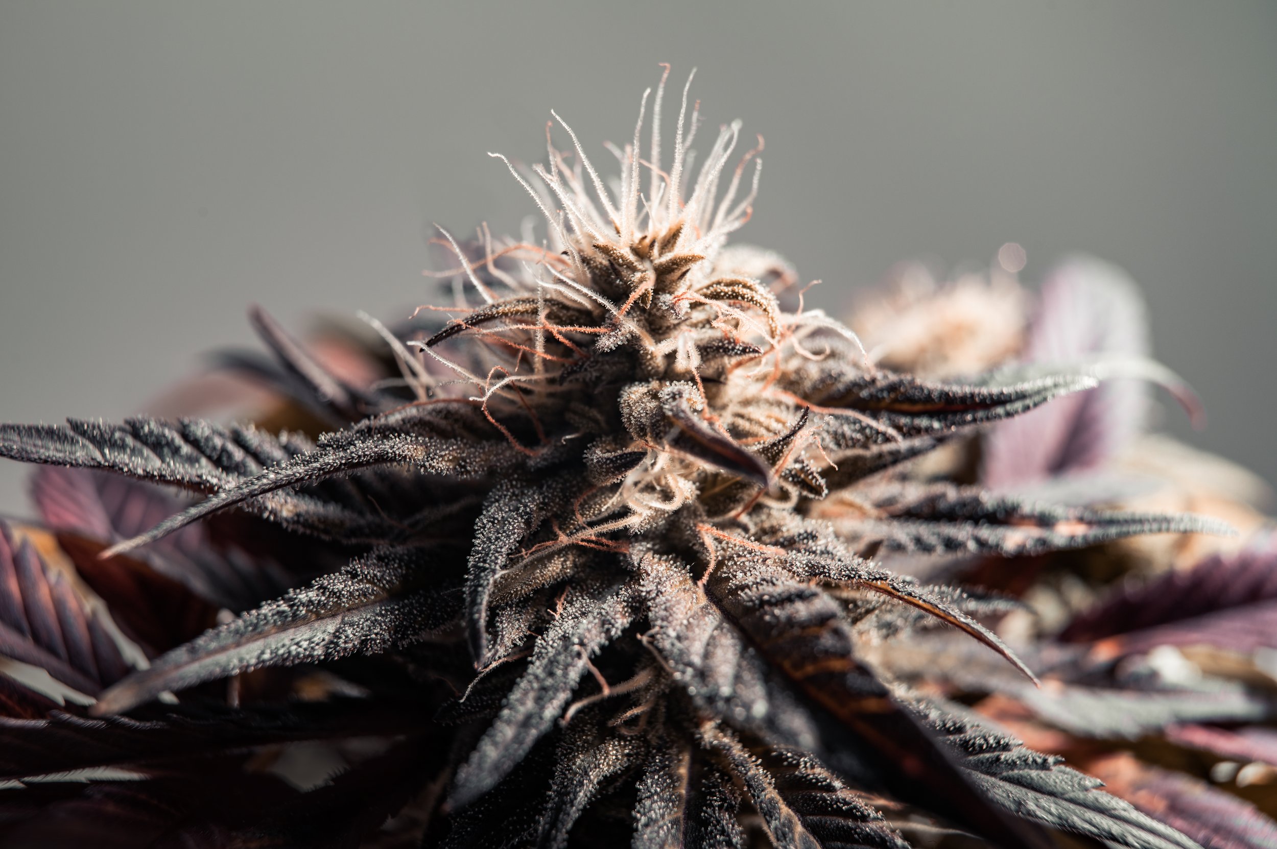 Granddaddy Purple Strain Guide