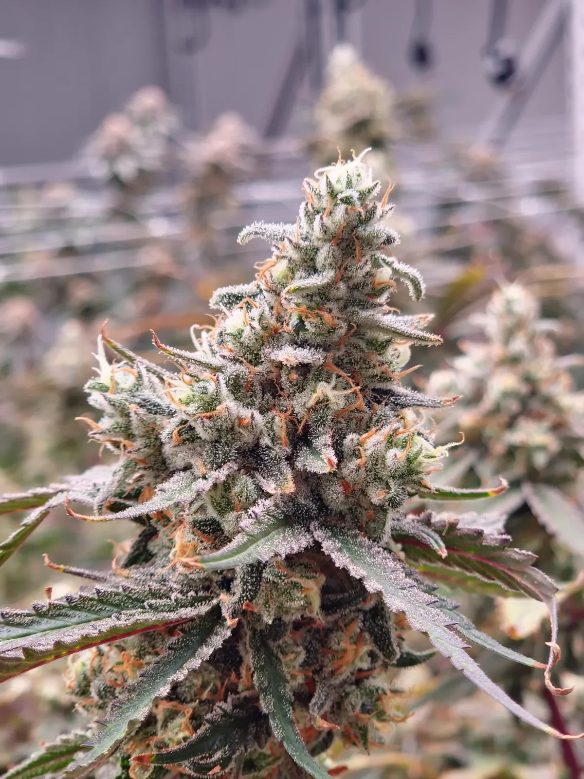 Close-up of a flowering cannabis plant covered in trichomes and orange hairs, with a blurred background of other cannabis plants in a grow room.