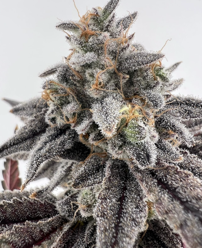 Close-up of a cannabis plant covered in trichomes with purple leaves and orange pistils.