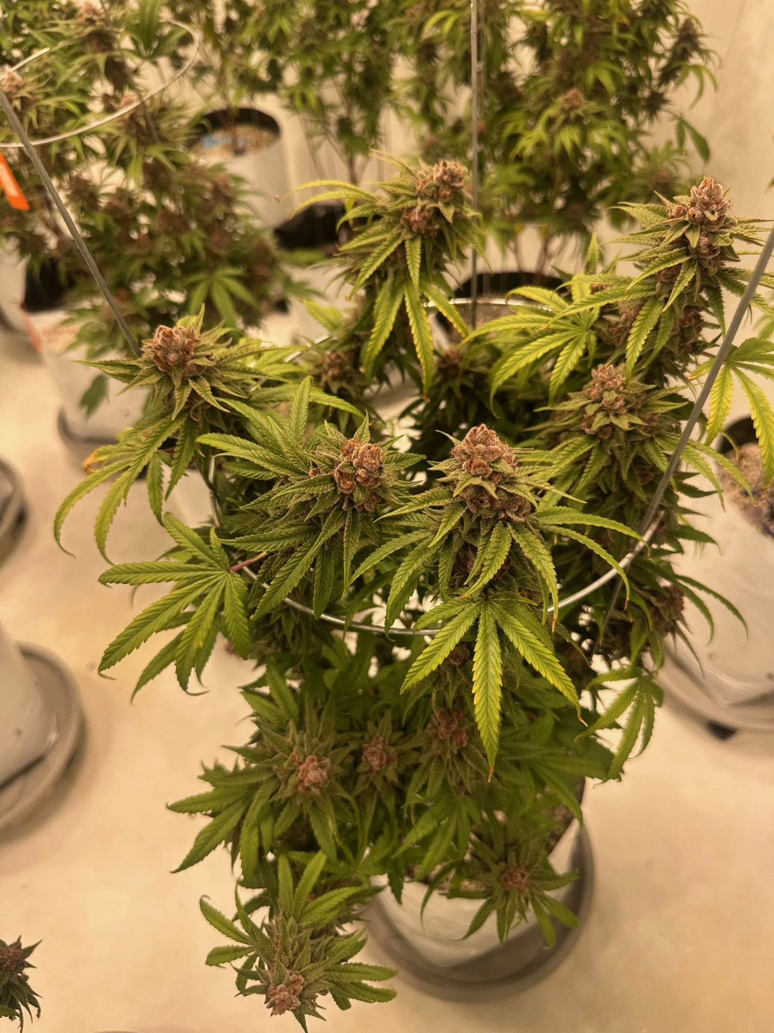 cherry-whip-starbird-salem-dispensary